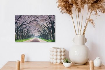 OneMillionCanvasses® Leinwandbild Kirschblüte in den Bäumen, (1 St), Wandbild Leinwandbilder, Aufhängefertig, Wanddeko, 30x20 cm