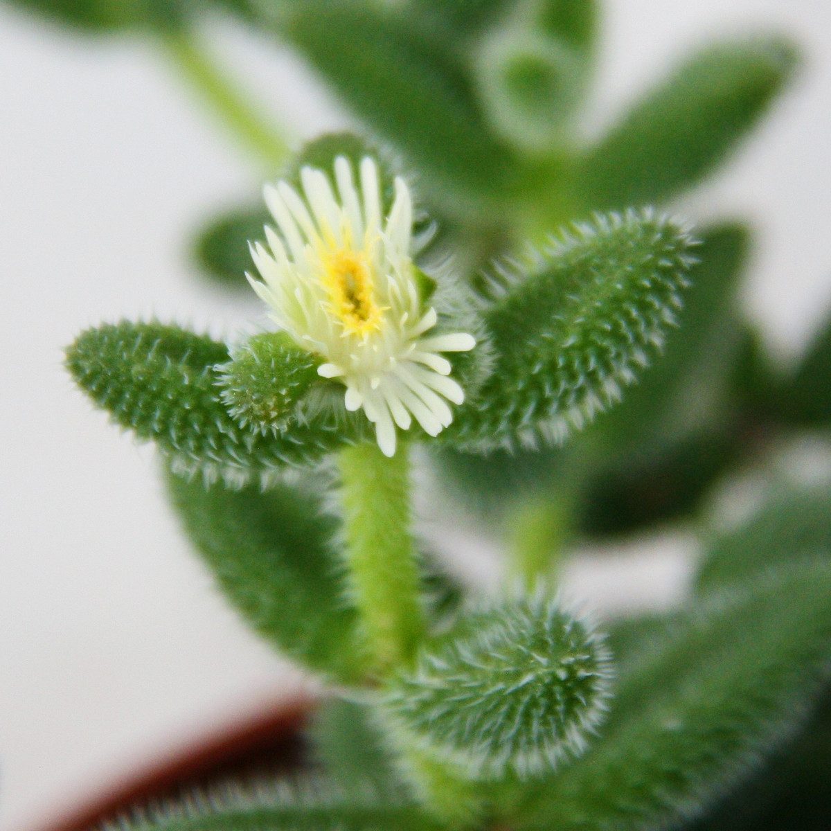 Exotenherz Kaktus Saure Gurken Pflanze - Delosperma echinatum - 12cm Topf – Bild 4 von 4