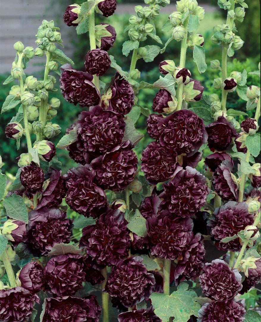 Pflanzen für Dich Staude Alcea rosea Pleniflora Chaters, 1 St., Stockrose, Stockmalve
