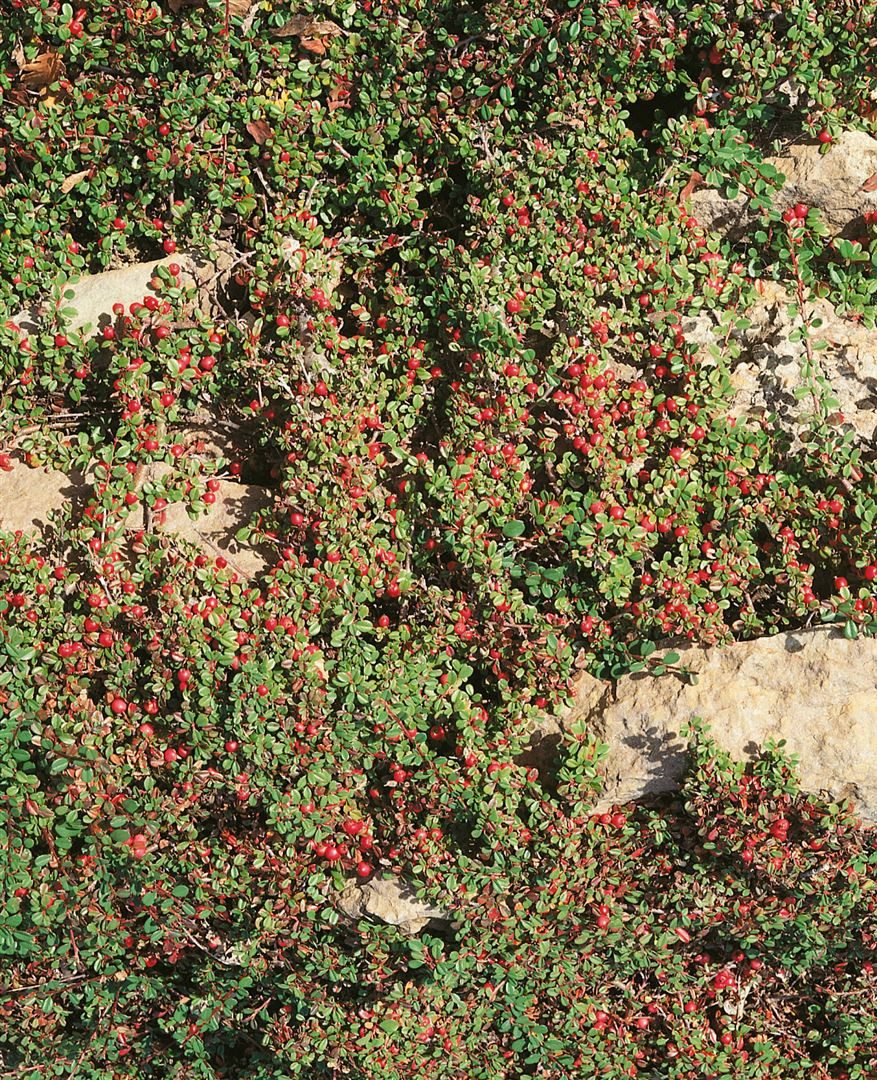 Pflanzen für Dich Bodendecker Cotoneaster dammeri Cooper, 1 St., Kriechmispel, Teppichmispel, bodendecker, immergrün