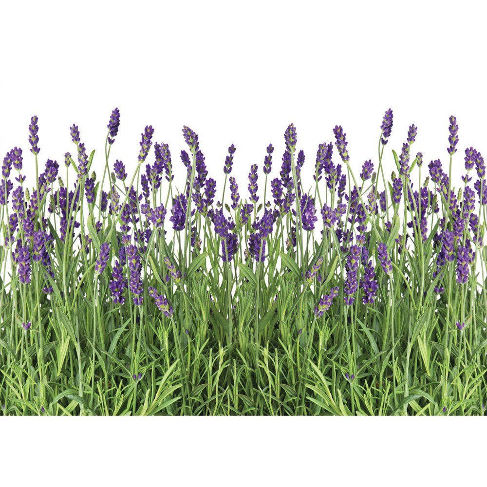 Wiese Lavendel liwwing Pflanze Blüten 612, Fototapete no. liwwing Natur Fototapete