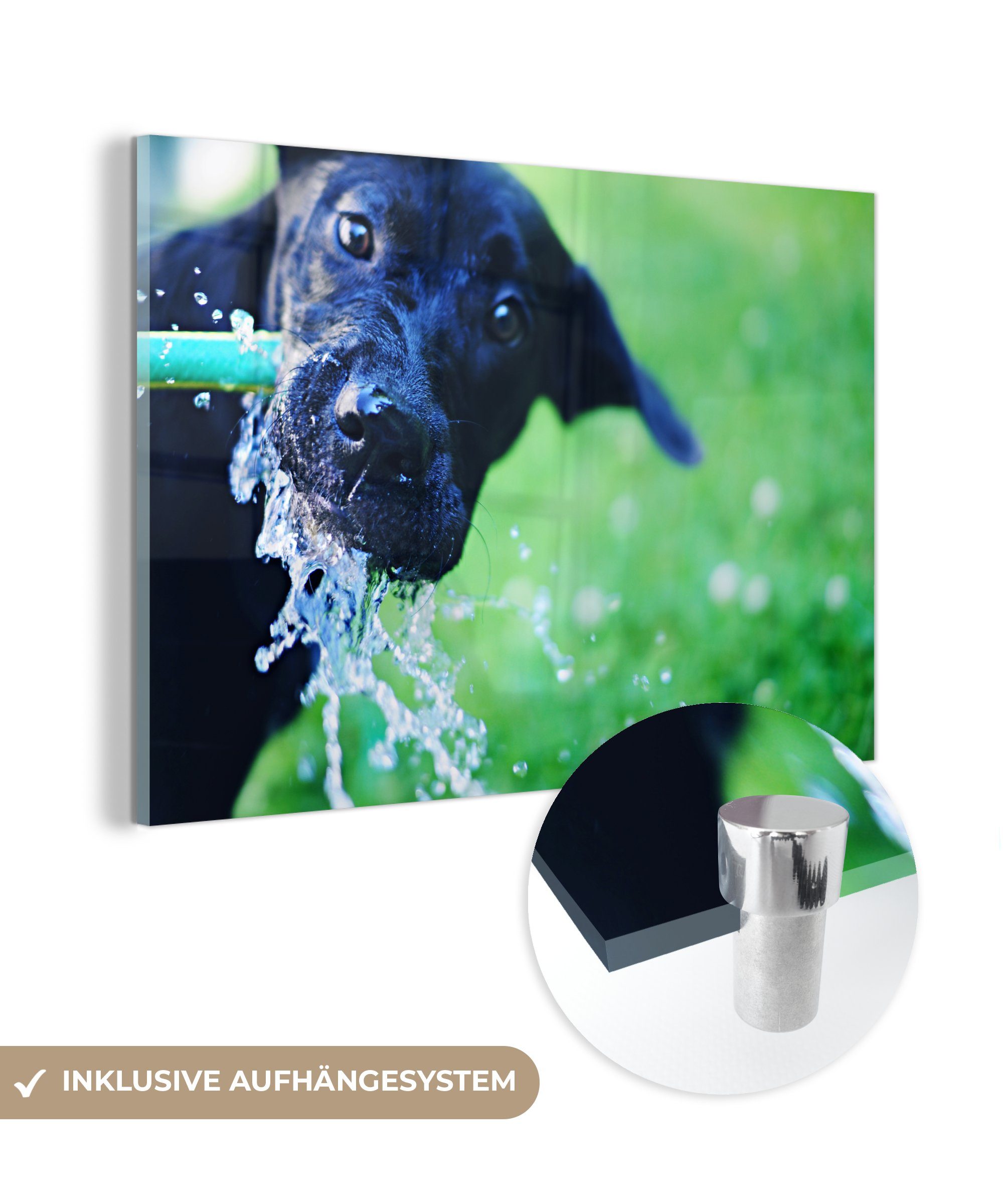 MuchoWow Schwarz, Wasser - Acrylglasbild - Wohnzimmer St), & Schlafzimmer Hund (1 Acrylglasbilder