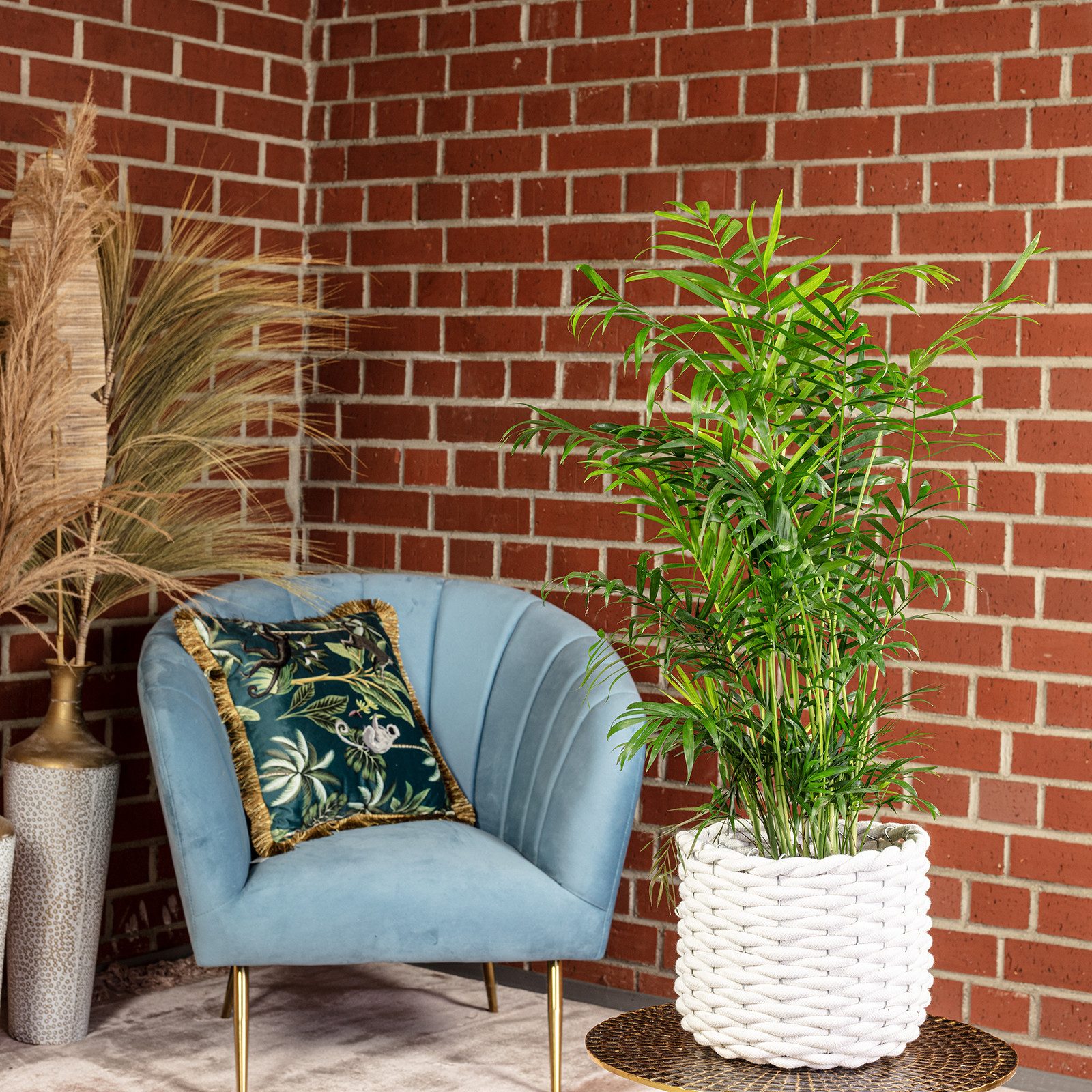 Flowerbox Zimmerpflanze Bergpalme - Chamaedorea elegans, pflegeleicht - Höhe ca. 70 cm, Topf-Ø 17 cm