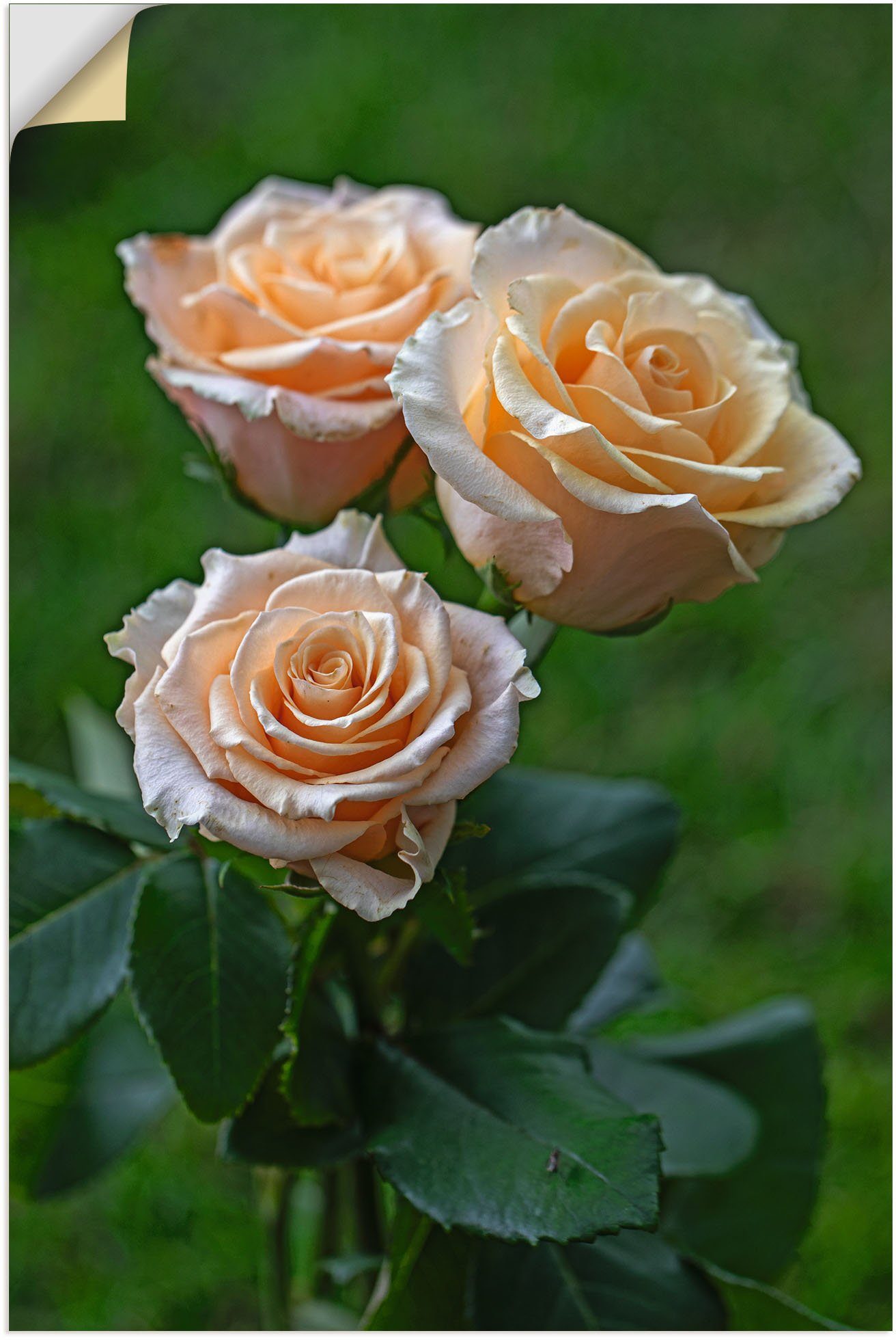 Artland Wandfolie wunderschöne Rosen, Blumenbilder (1 St), selbstklebend