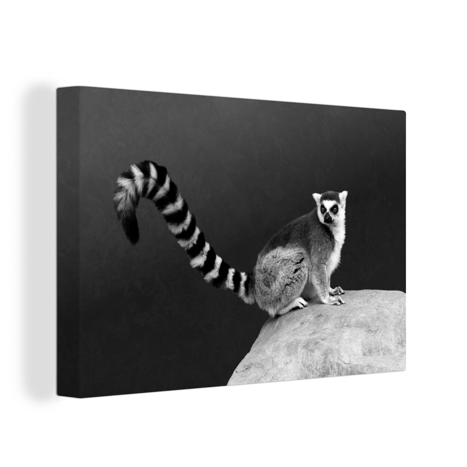 OneMillionCanvasses® Leinwandbild Ein Ringelschwanzlemur mit Leinwandbilder, Felsen Schwanz cm Wanddeko, einem Aufhängefertig, -, langem St), auf (1 30x20 sitzt Wandbild