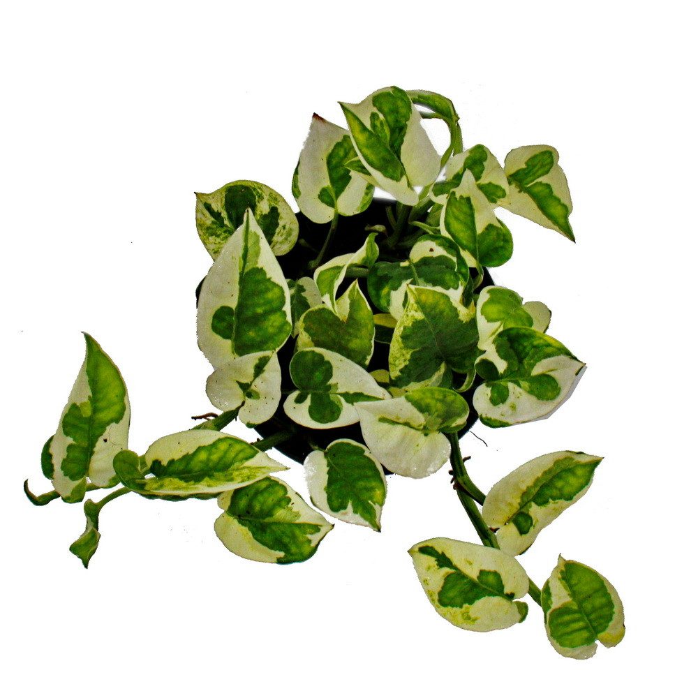 Exotenherz Zimmerpflanze Epipremnum aureum N'Joy Efeutute kleinblättrig u. günstig online kaufen