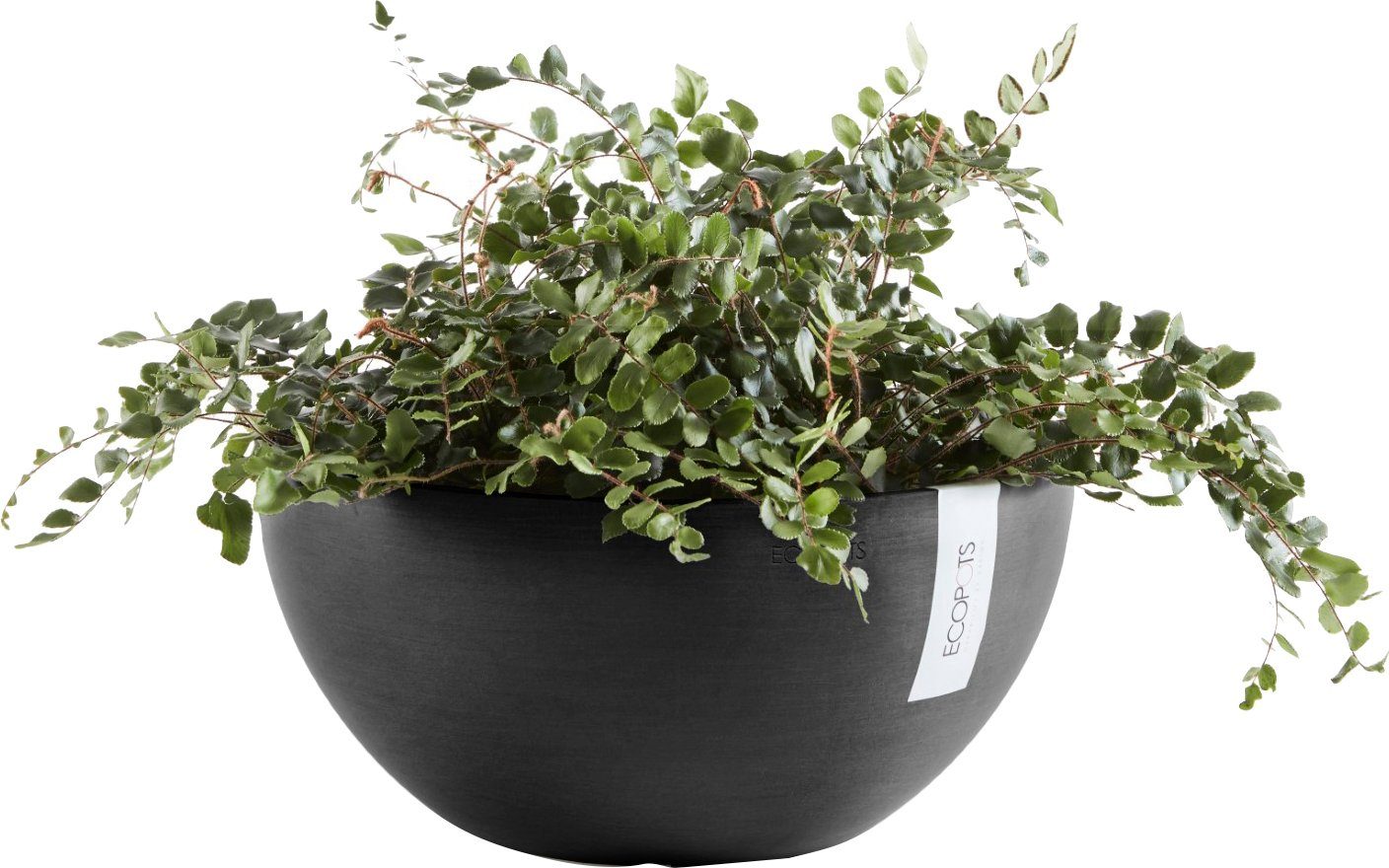 ECOPOTS Blumentopf BRUSSELS Dark Grey, BxTxH: günstig online kaufen