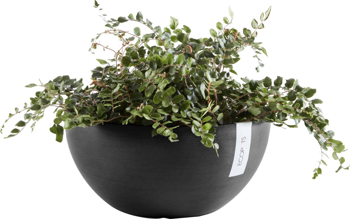 35x35x16,5 Grey, ECOPOTS BRUSSELS Blumentopf cm Dark BxTxH: