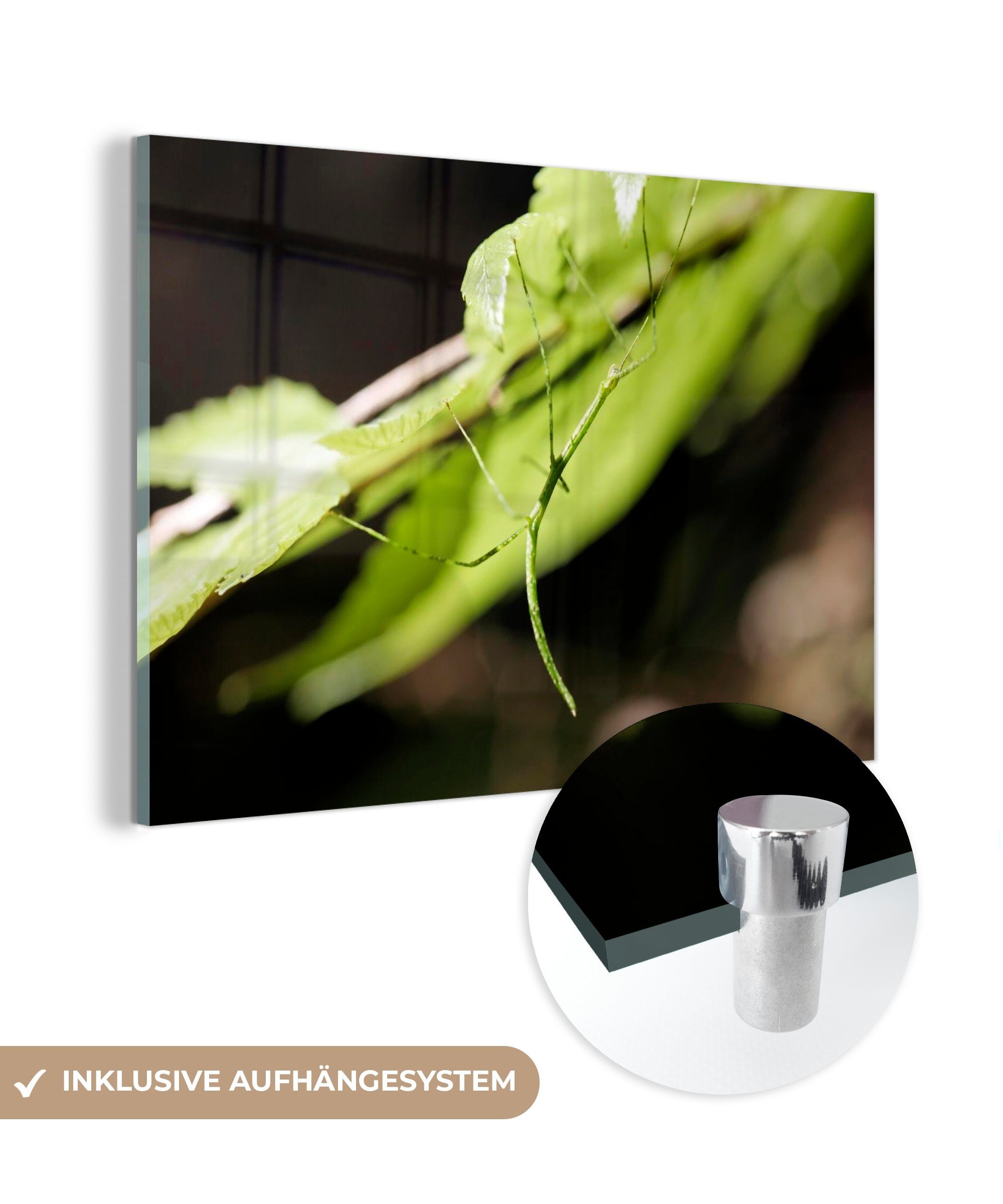 MuchoWow Acrylglasbild Eine grün gefärbte Stabheuschrecke, (1 St), Acrylglasbilder Wohnzimmer & Schlafzimmer
