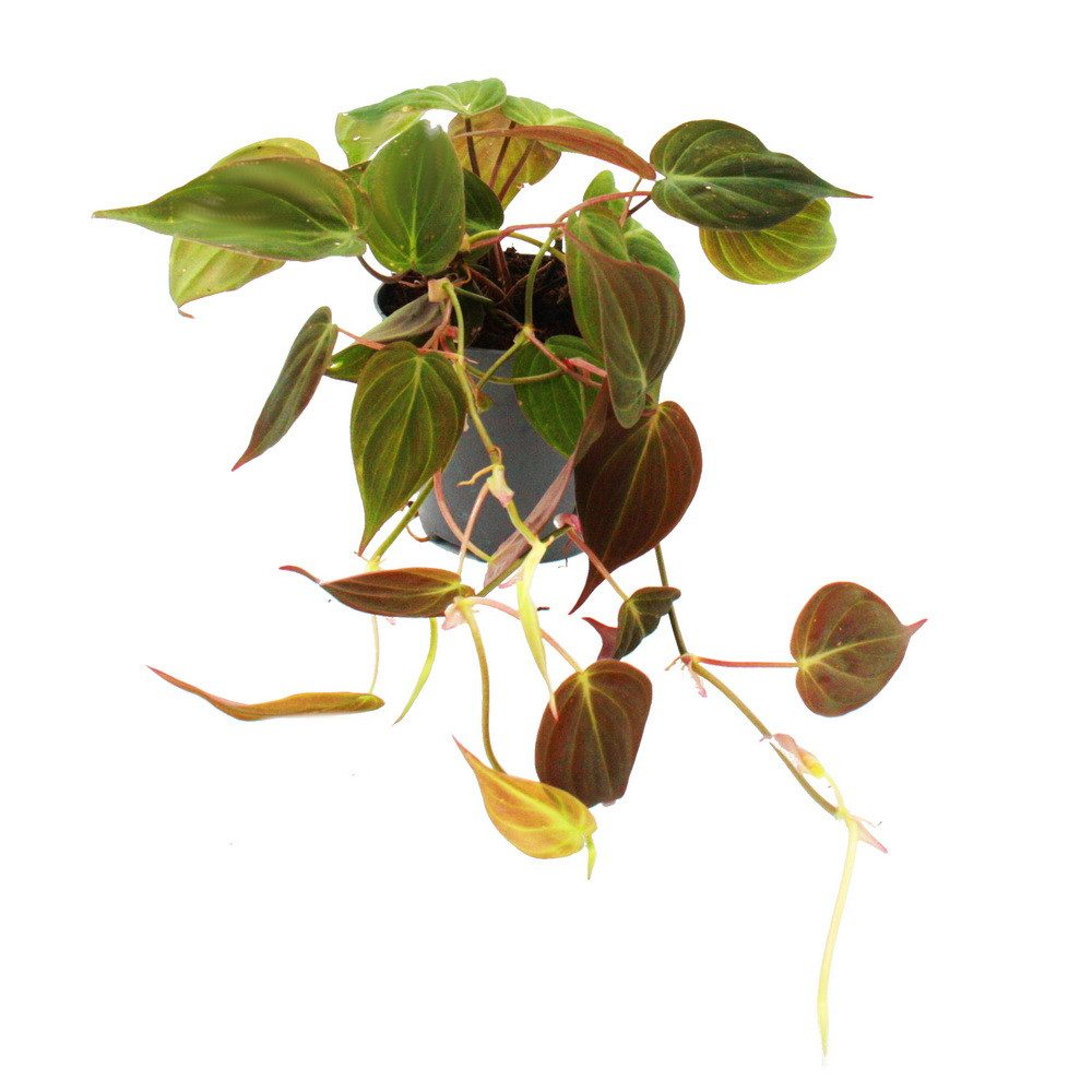 Exotenherz Zimmerpflanze Philodendron micans - Dunkler Kletternder Baumfreund - 12cm Topf
