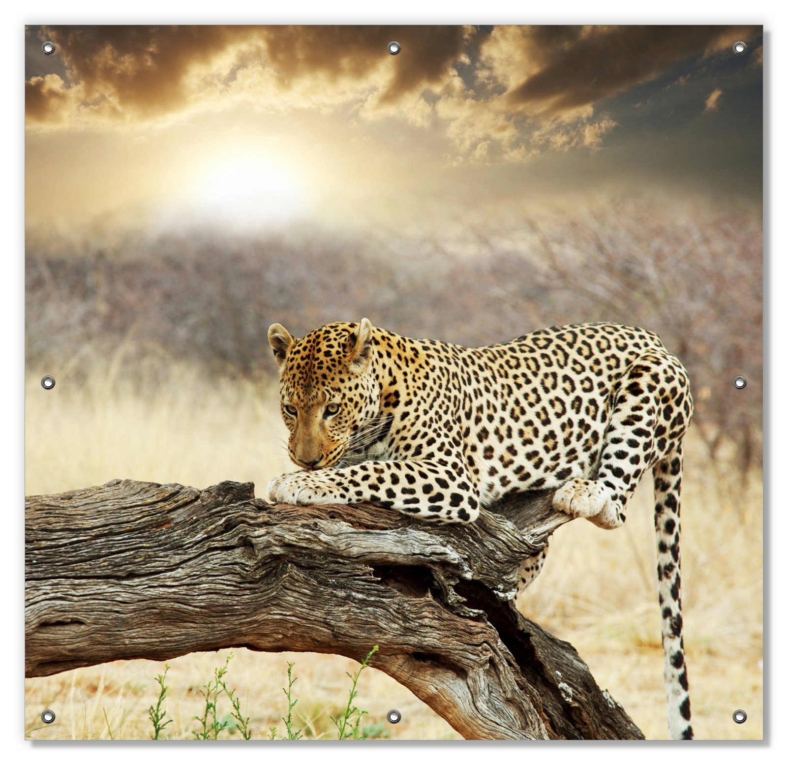 Afrika, mit auf Sonnenschutz in Leopard und wiederverwendbar Baumstamm blickdicht, wiederablösbar Wallario, Saugnäpfen,