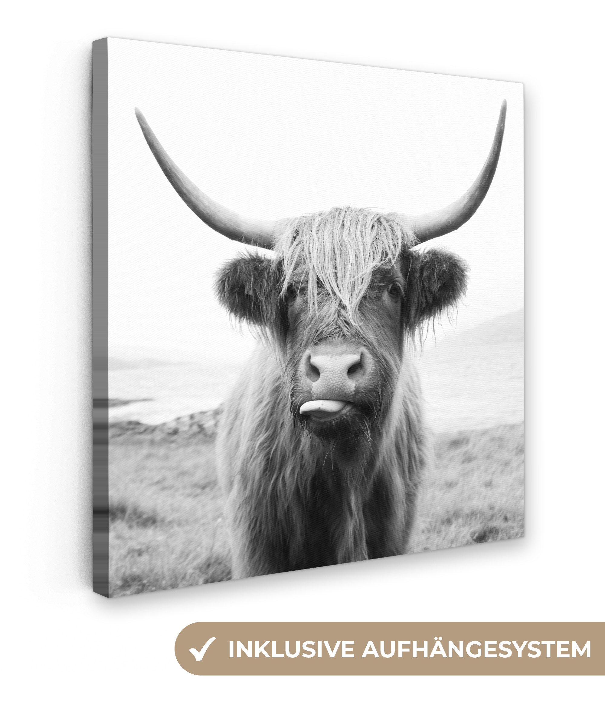 OneMillionCanvasses® Leinwandbild Tiere - Schottischer Highlander - Kuh - S günstig online kaufen