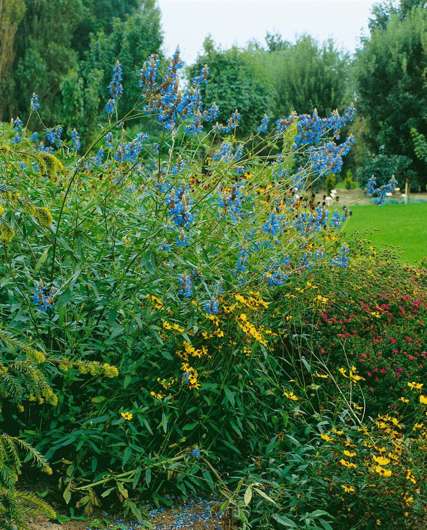 Pflanzen für Dich Staude Salvia uliginosa, 1 St., Sumpf-Salbei, Himmelsblauer Salbei