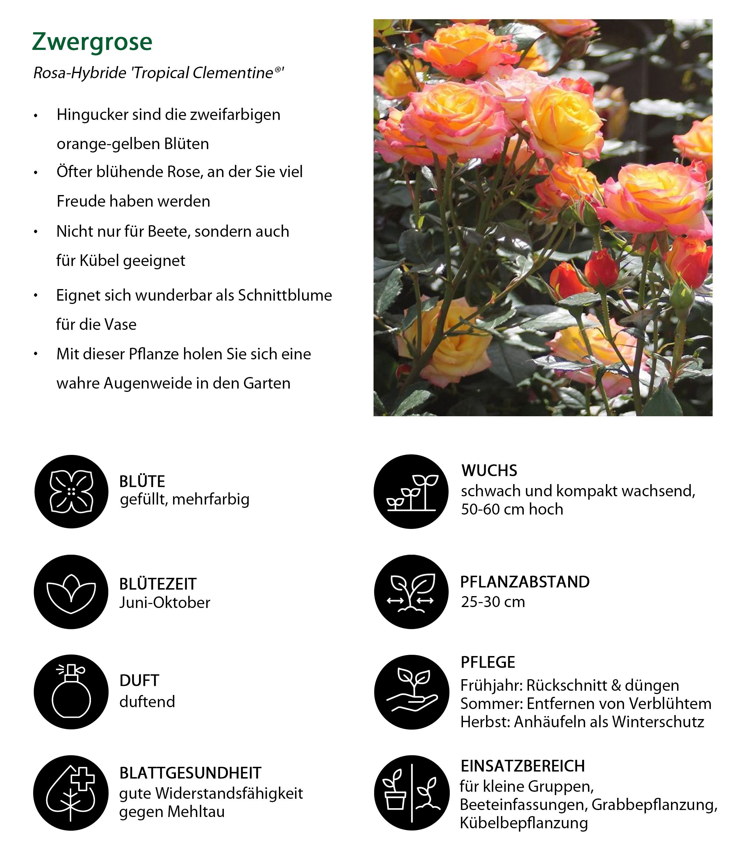 Dehner Rose Zwergrose Tropical Clementine®, zweifarbige Blüten, gefüllt und duftend, strauchförmiger Wuchs, Züchter Tantau