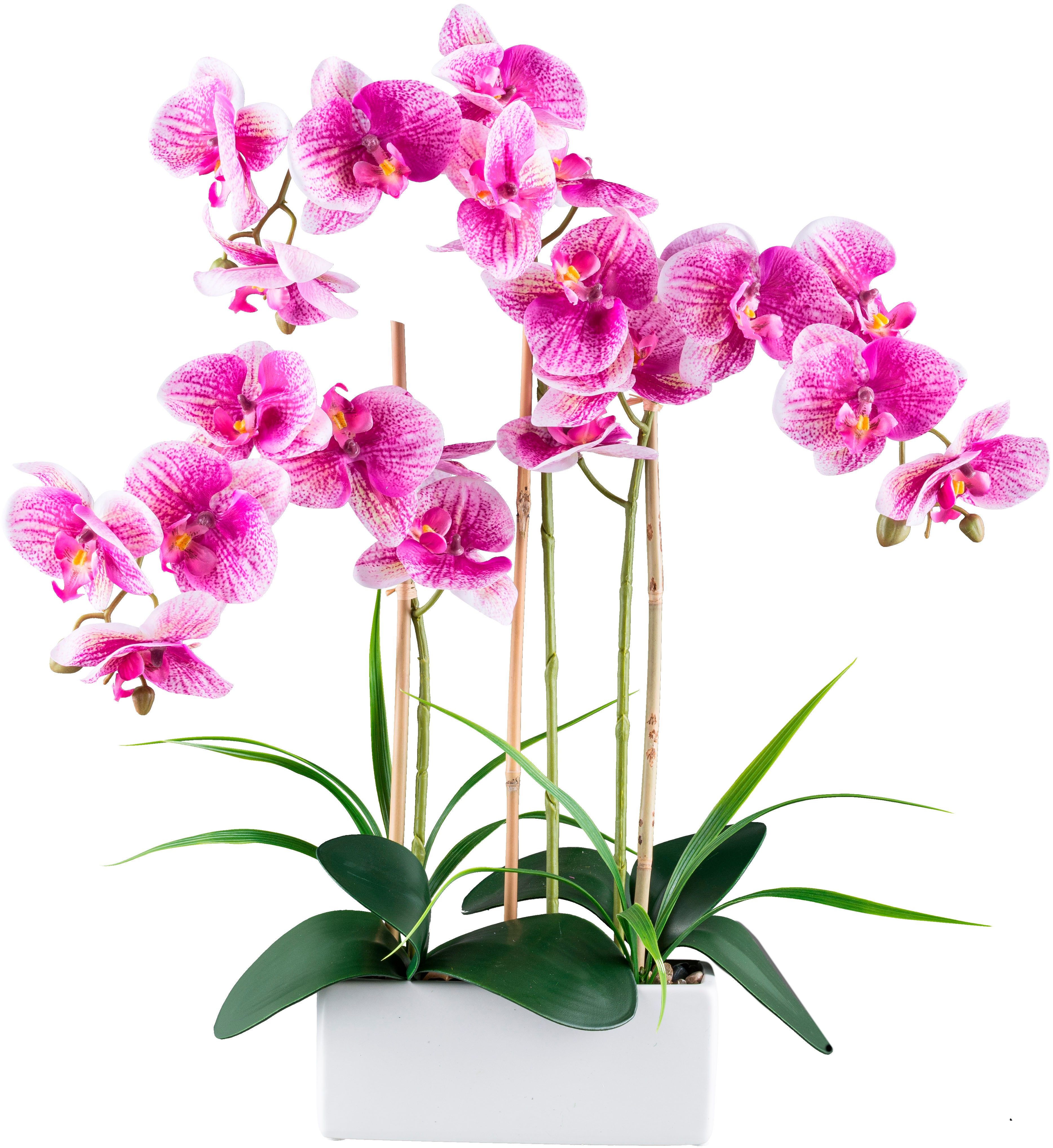 Kunstorchidee Orchidee Phalaenopsis, Creativ green, Höhe günstig online kaufen
