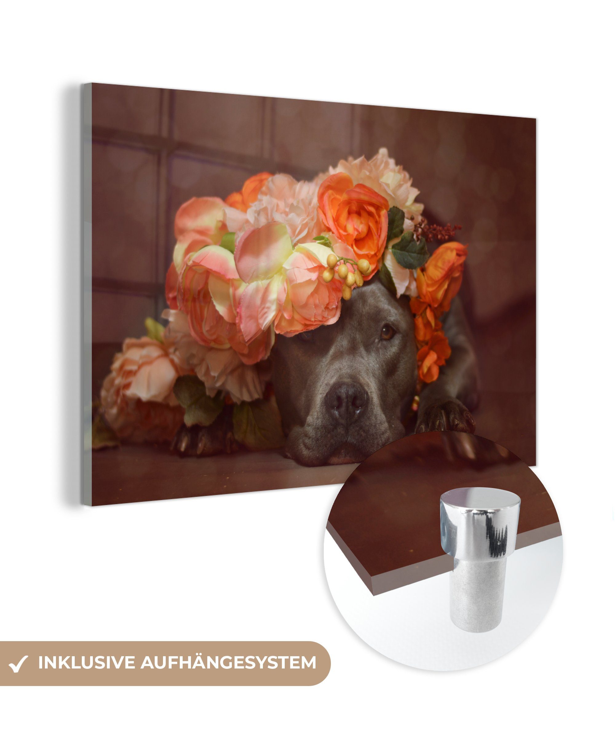MuchoWow Acrylglasbild Hund - Pitbull - Orange, (1 St), Acrylglasbilder Wohnzimmer & Schlafzimmer