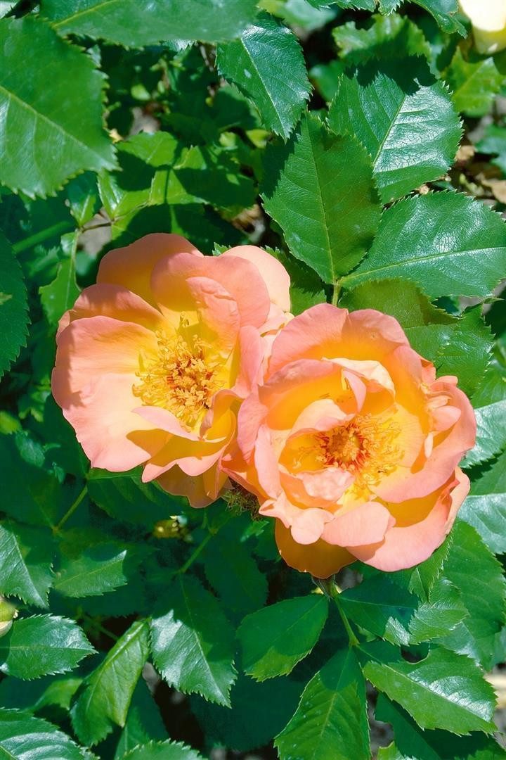 Pflanzen für Dich Rose Rosa Maigold