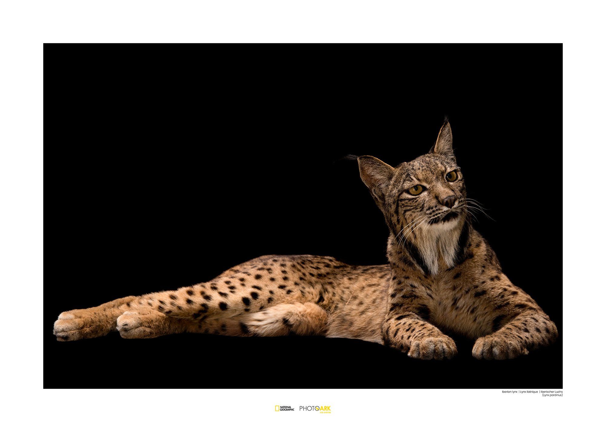 Komar Poster »Iberian Lynx«, Tiere, Höhe: 40cm-Otto