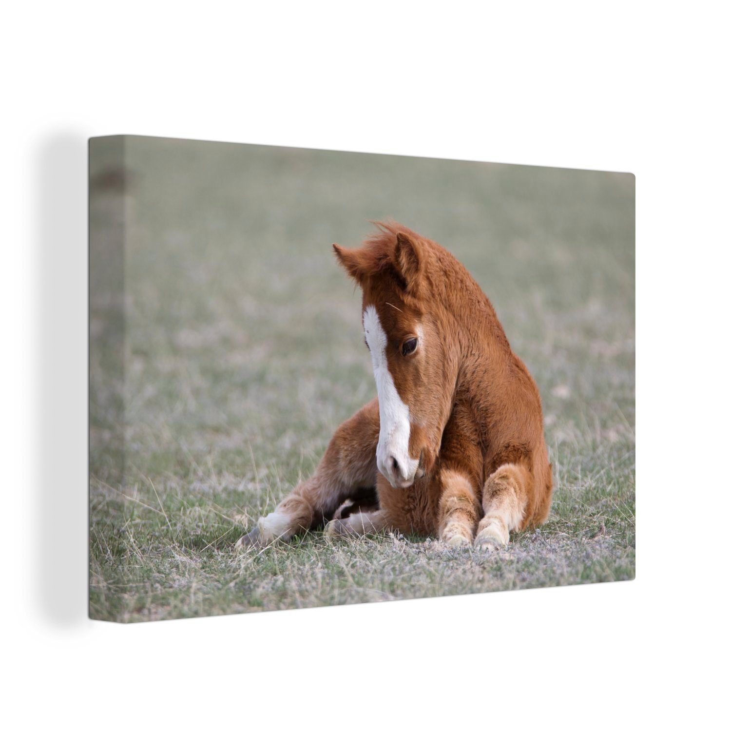 OneMillionCanvasses® Leinwandbild Ein Fohlen ruht sich im Gras aus, (1 St), Wandbild Leinwandbilder, Aufhängefertig, Wanddeko, 30x20 cm