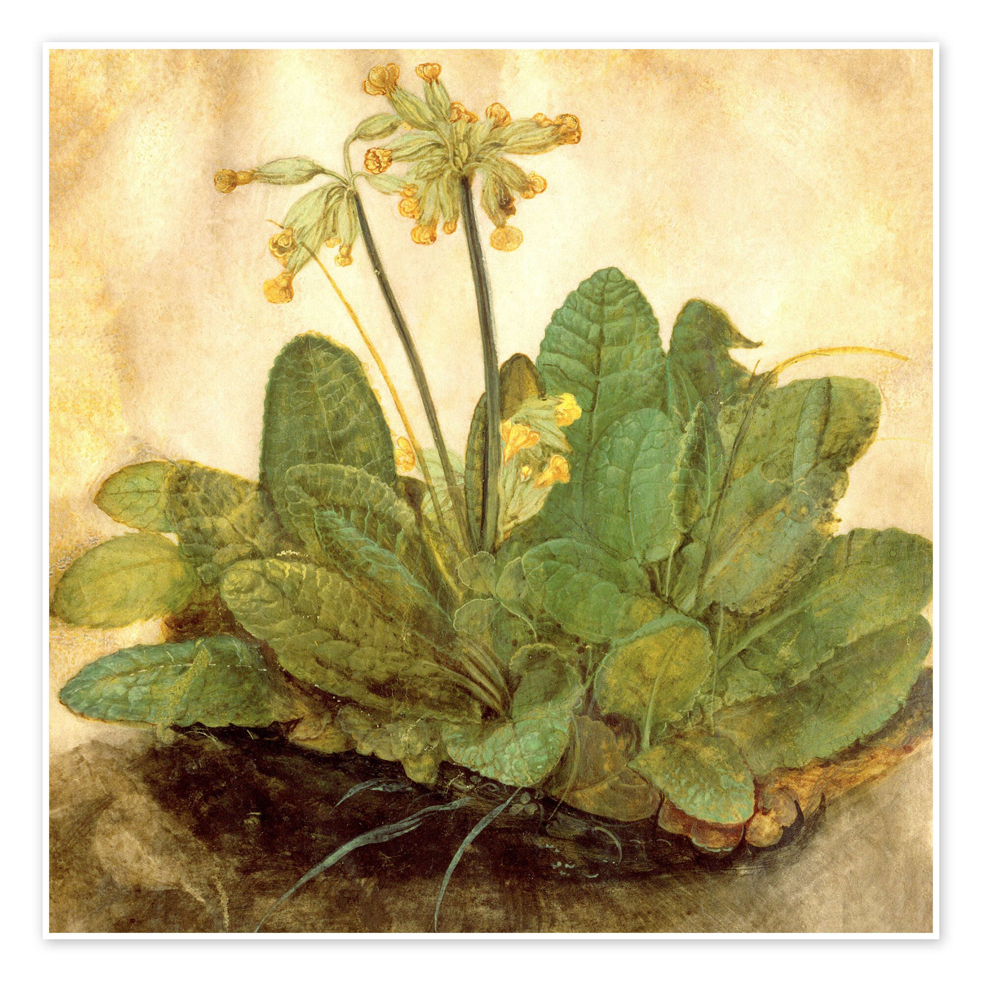 Poster Albrecht Dürer