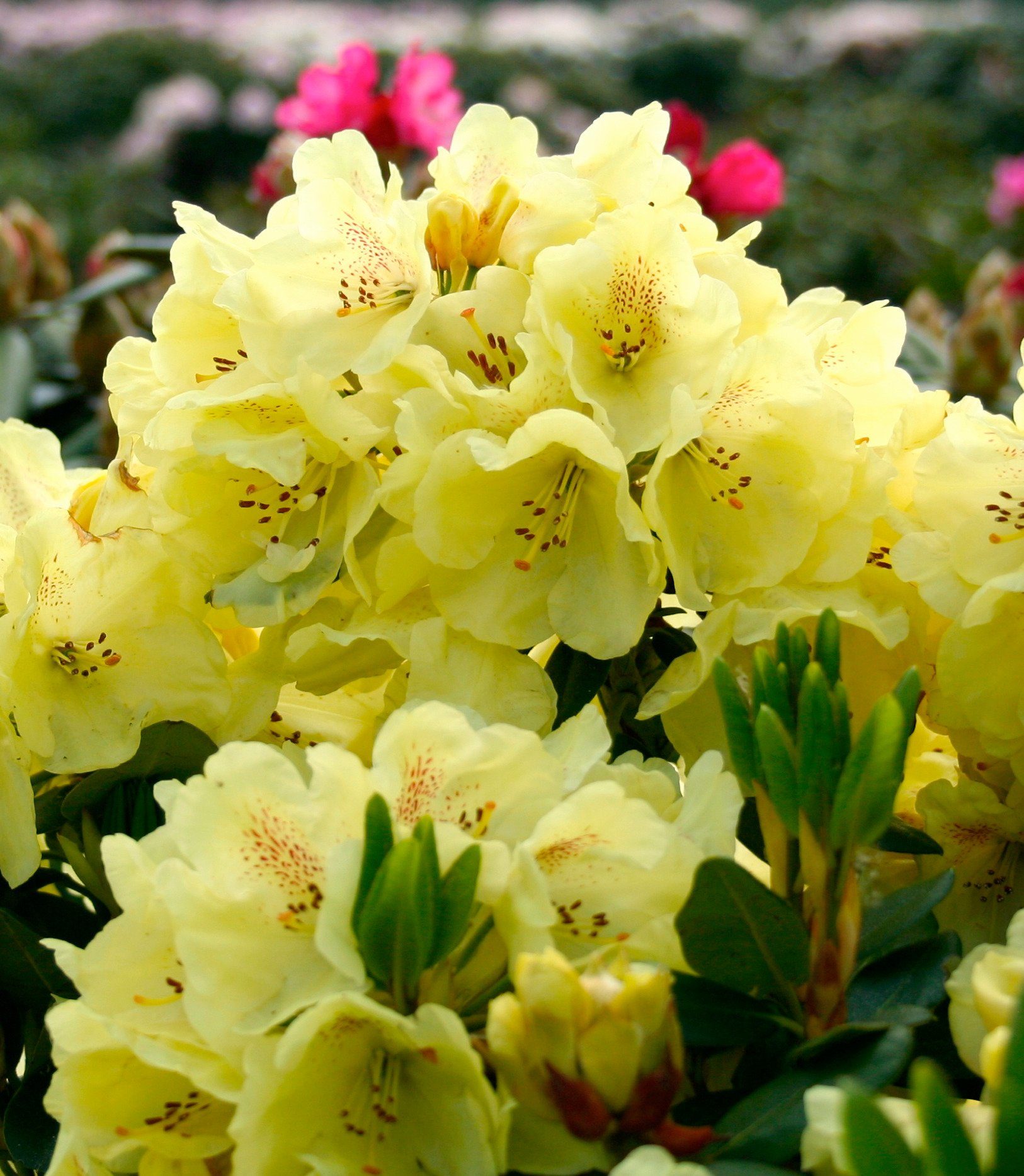 BCM Rhododendron »Goldbukett®«, Standort Sonne Halbschatten online
