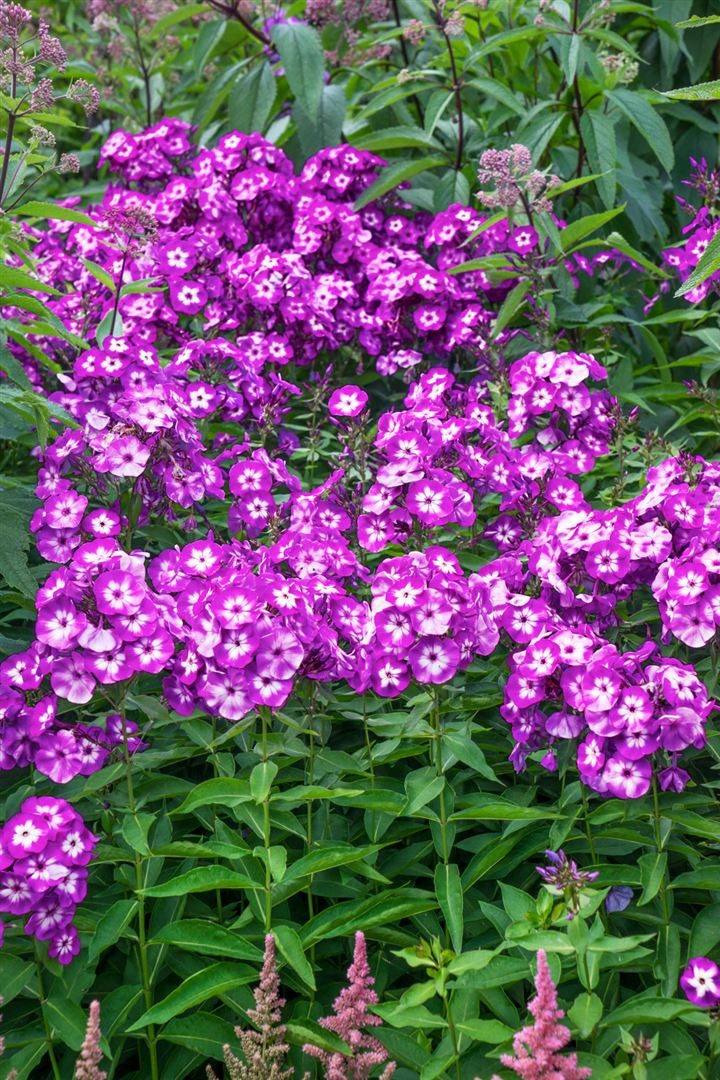 Pflanzen für Dich Staude Phlox pan. Uspech, 1 St., Hoher Stauden-Phlox, Flammenblume