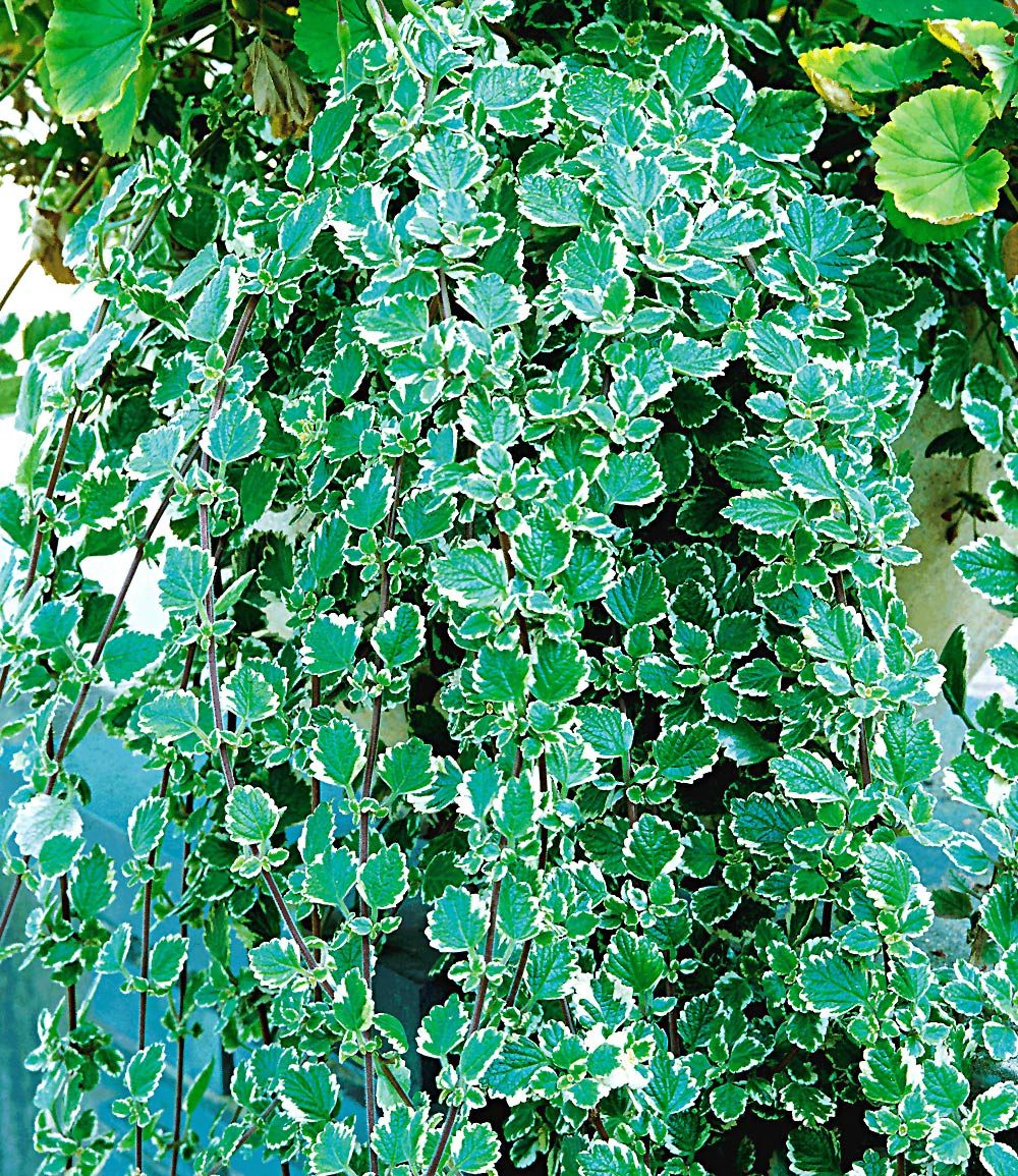 BALDUR Garten Balkonpflanze Weihrauch, 3 St., Kräuter, duftend, pflegeleicht