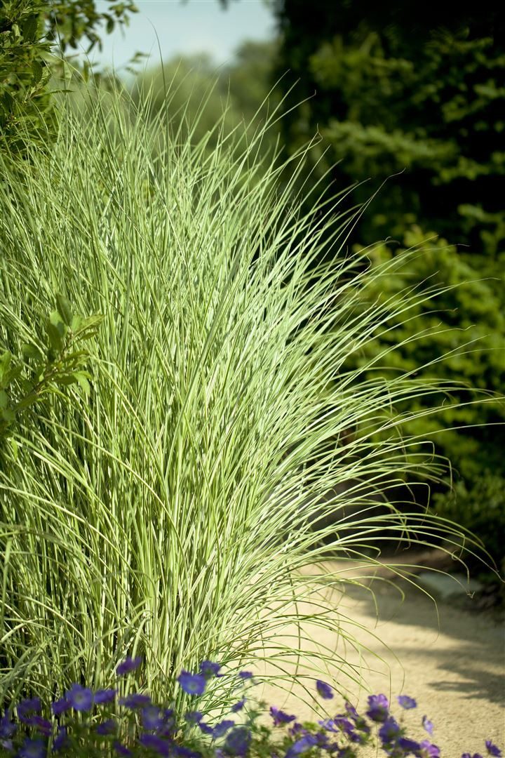 Pflanzen für Dich Травы Miscanthus sinensis Goldglanz, 1 St., Chinaschilf, Silbergras, goldene Halme, winterhart