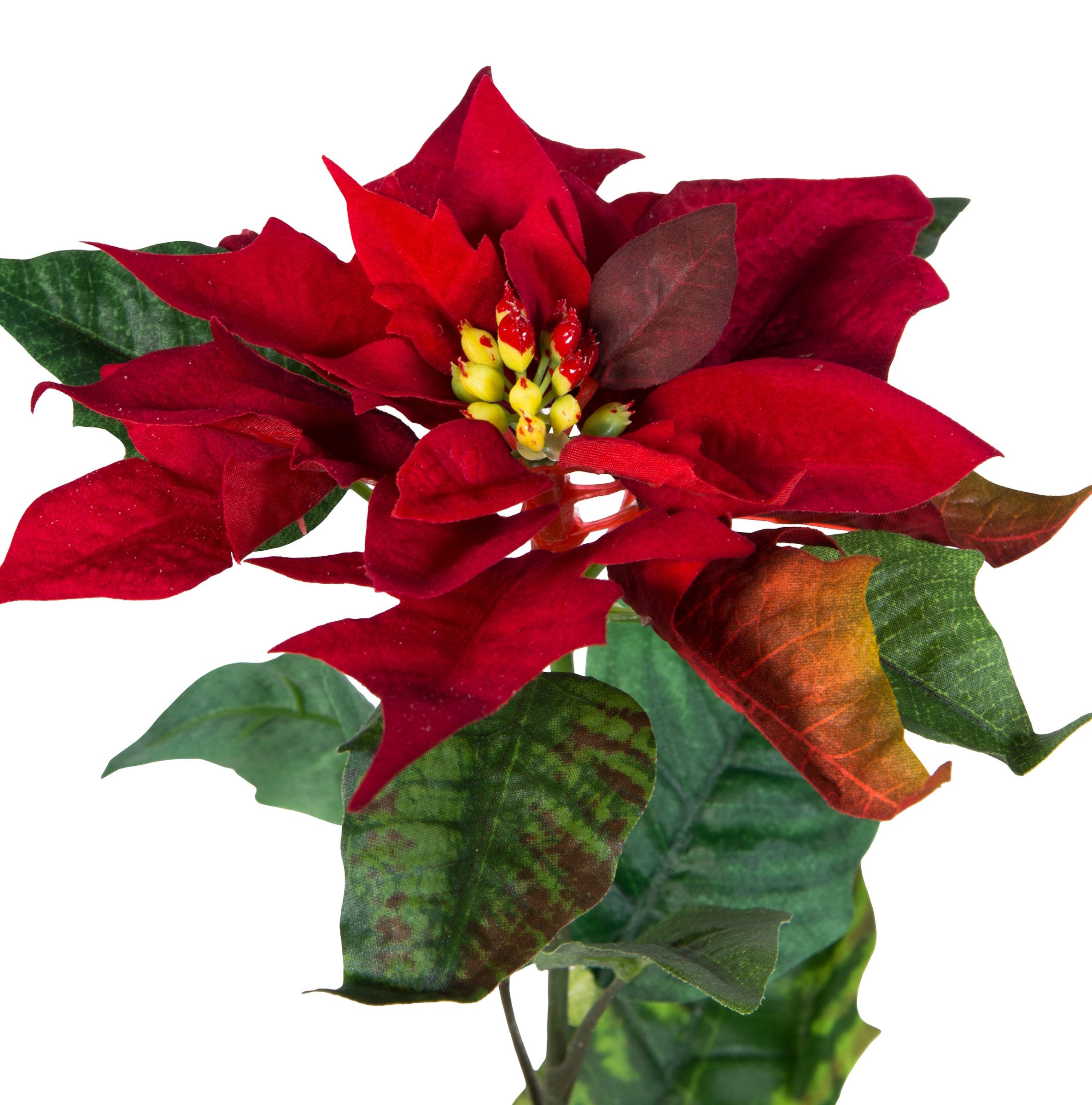Kunstblume Weihnachtsstern Natura 72cm samt-rot PM Dekoblume künstliche Blumen Poinsettie, Seidenblumen Roß, Höhe 72 cm, Größe: 72x20cm – Bild 3 von 4