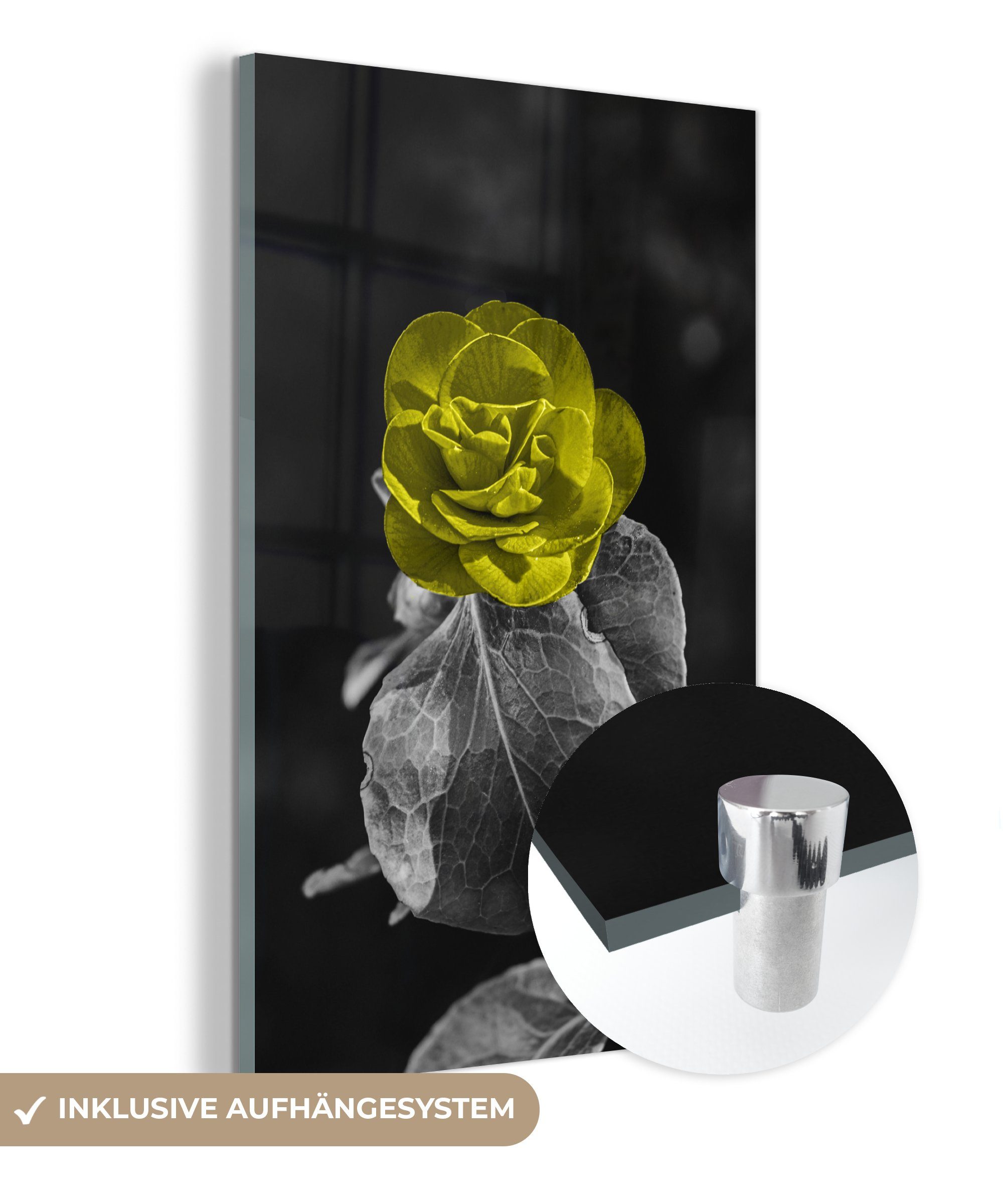 - Blumen auf Weiß, MuchoWow Acrylglasbild Wandbild - Glas Glas Wanddekoration Gelb St), - - - Bilder Glasbilder - Schwarz Rose Foto (1 auf -