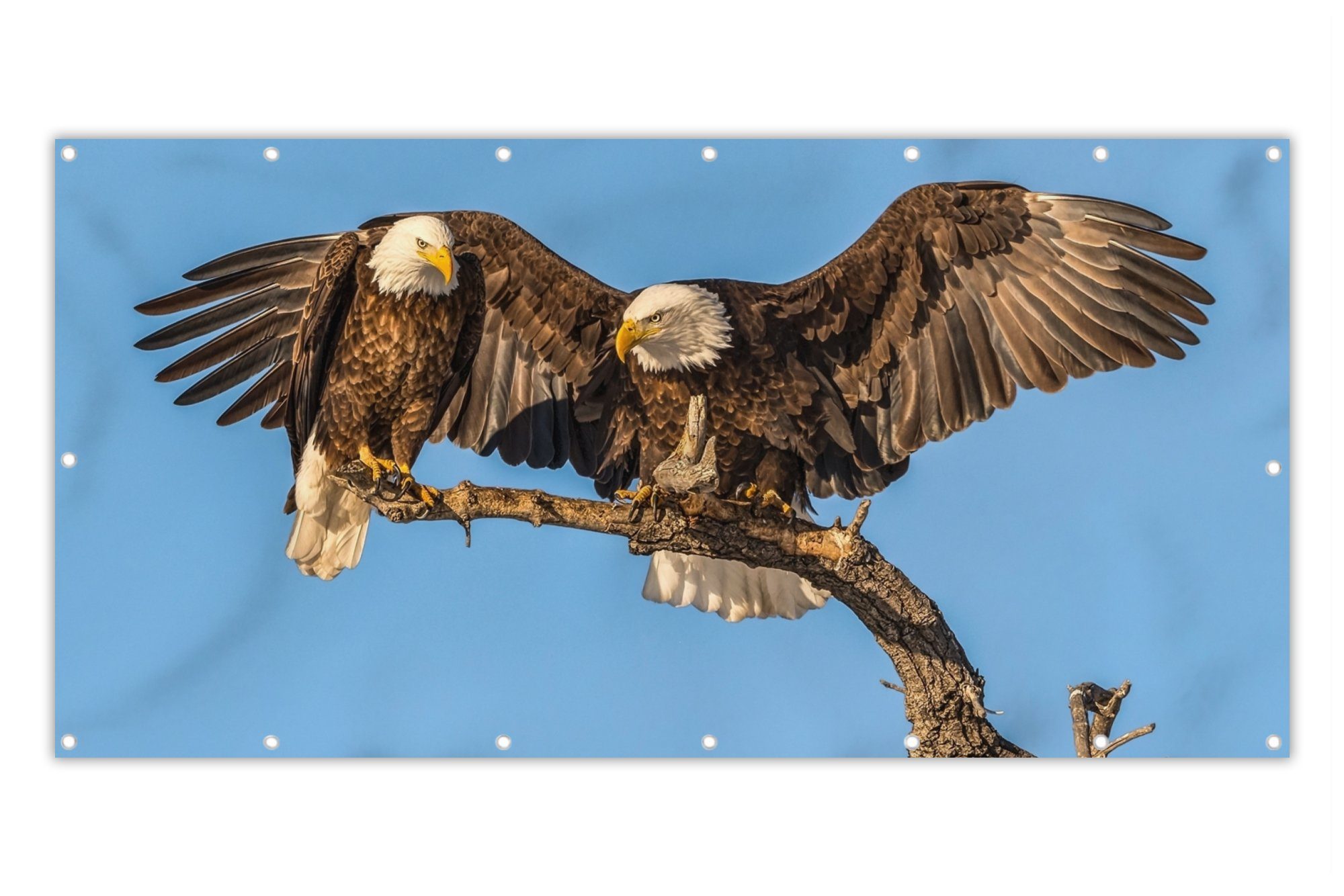 MuchoWow Balkonsichtschutz Vogel - Äste - Adler - Raubvögel - Luft (1-St) Balkon Sichtschutz 90x200, Windschutz für Zaun PVC, 200x90 cm