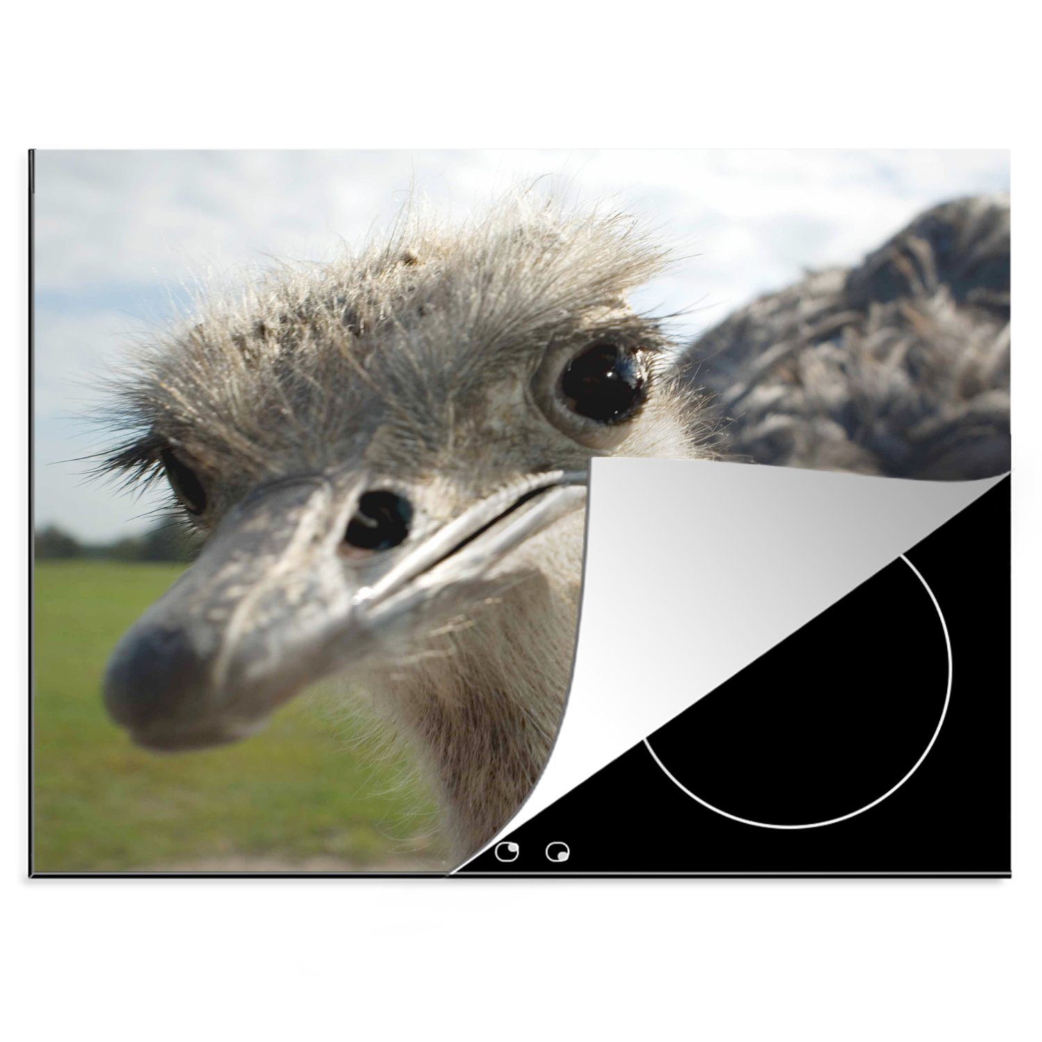 MuchoWow Herdblende-/Abdeckplatte Eine Nahaufnahme eines grauen Emus, Vinyl, (1 tlg), 70x52 cm, Mobile Arbeitsfläche nutzbar, Ceranfeldabdeckung
