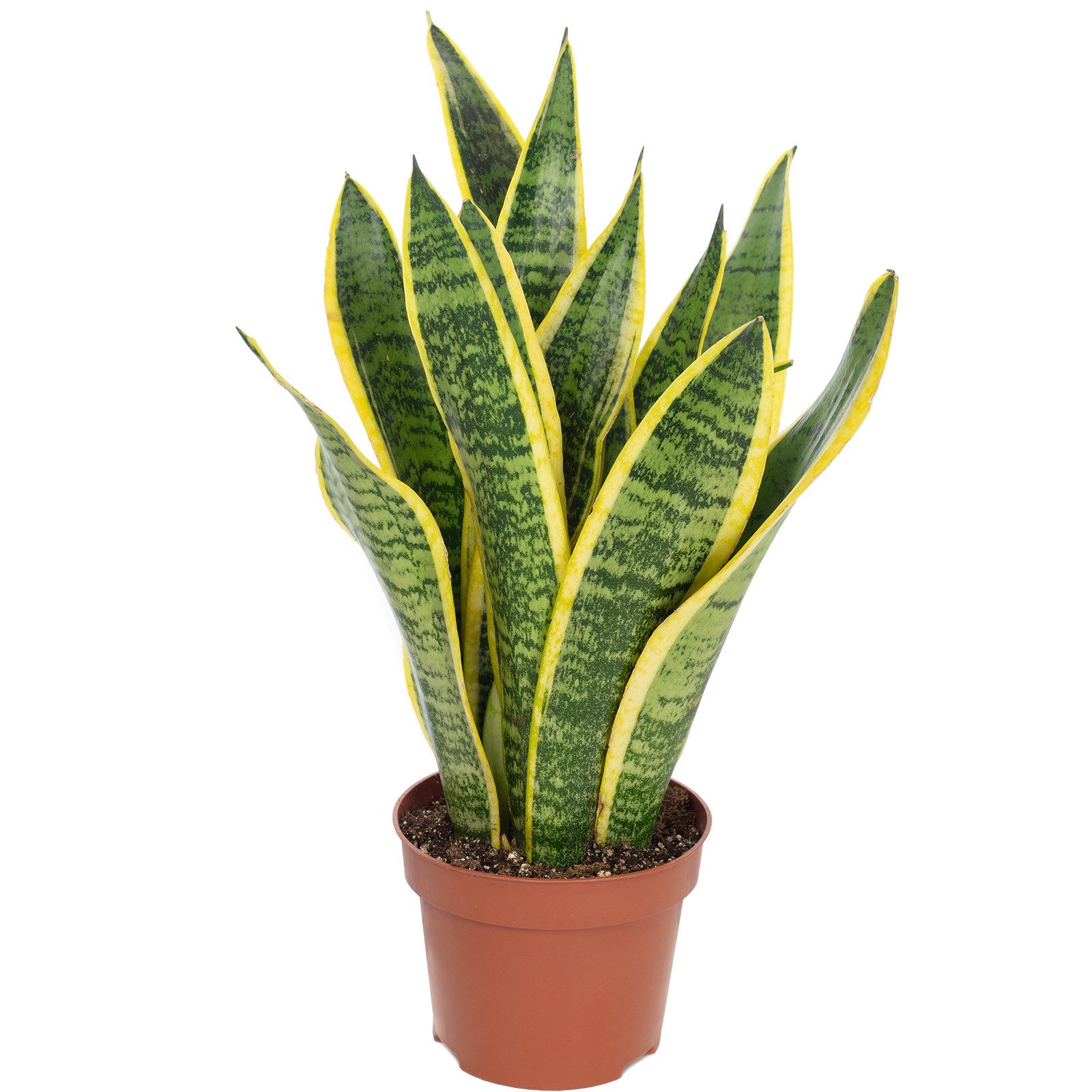 Flowerbox Zimmerpflanze Bogenhanf - Sansevieria trifasciata, pflegeleicht - Höhe ca. 35 cm, Topf-Ø 12 cm