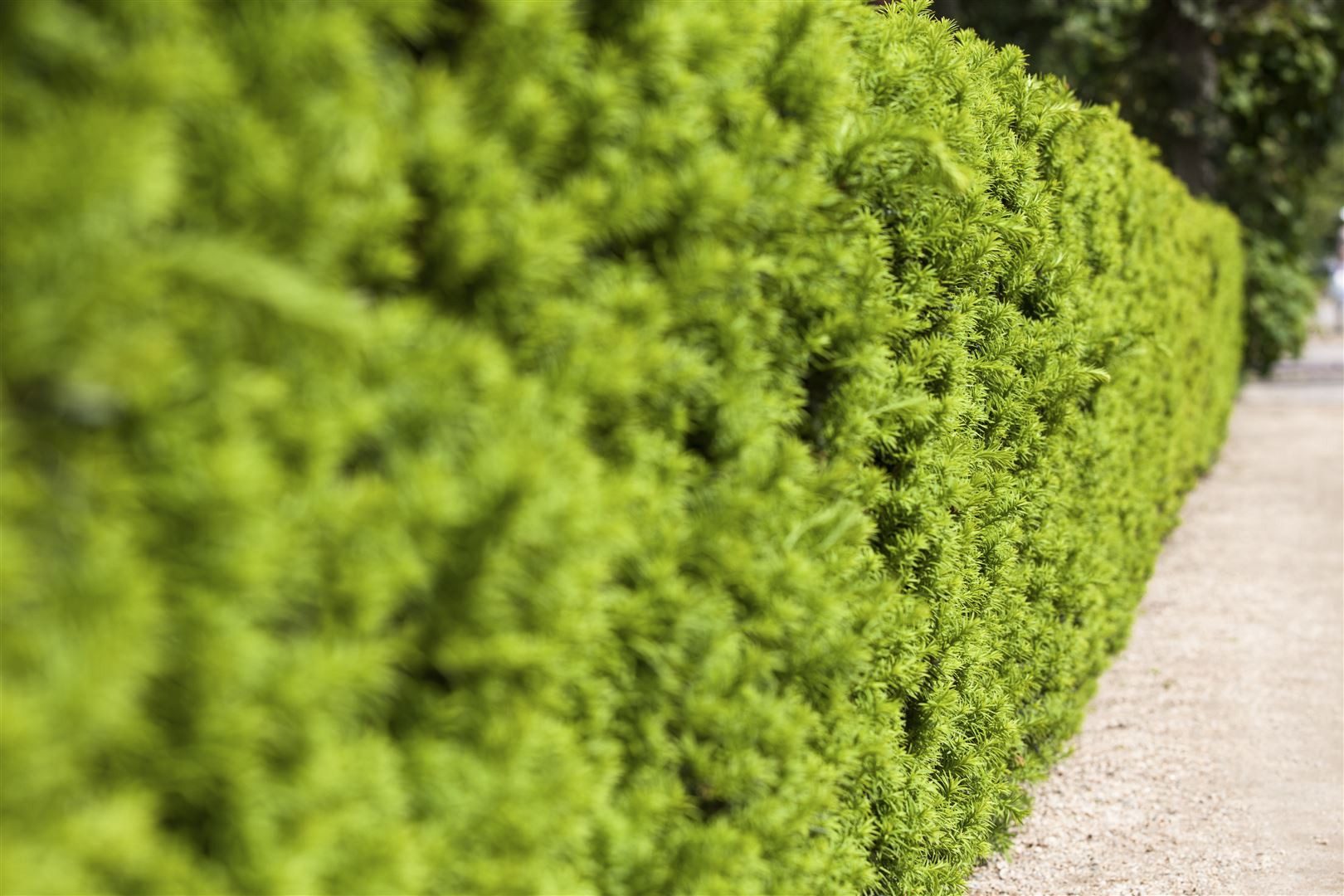 Pflanzen für Dich Konifere Taxus media Hicksii, 1 St., Bechereibe, Hybrid-Eibe, immergrün, säulenförmig