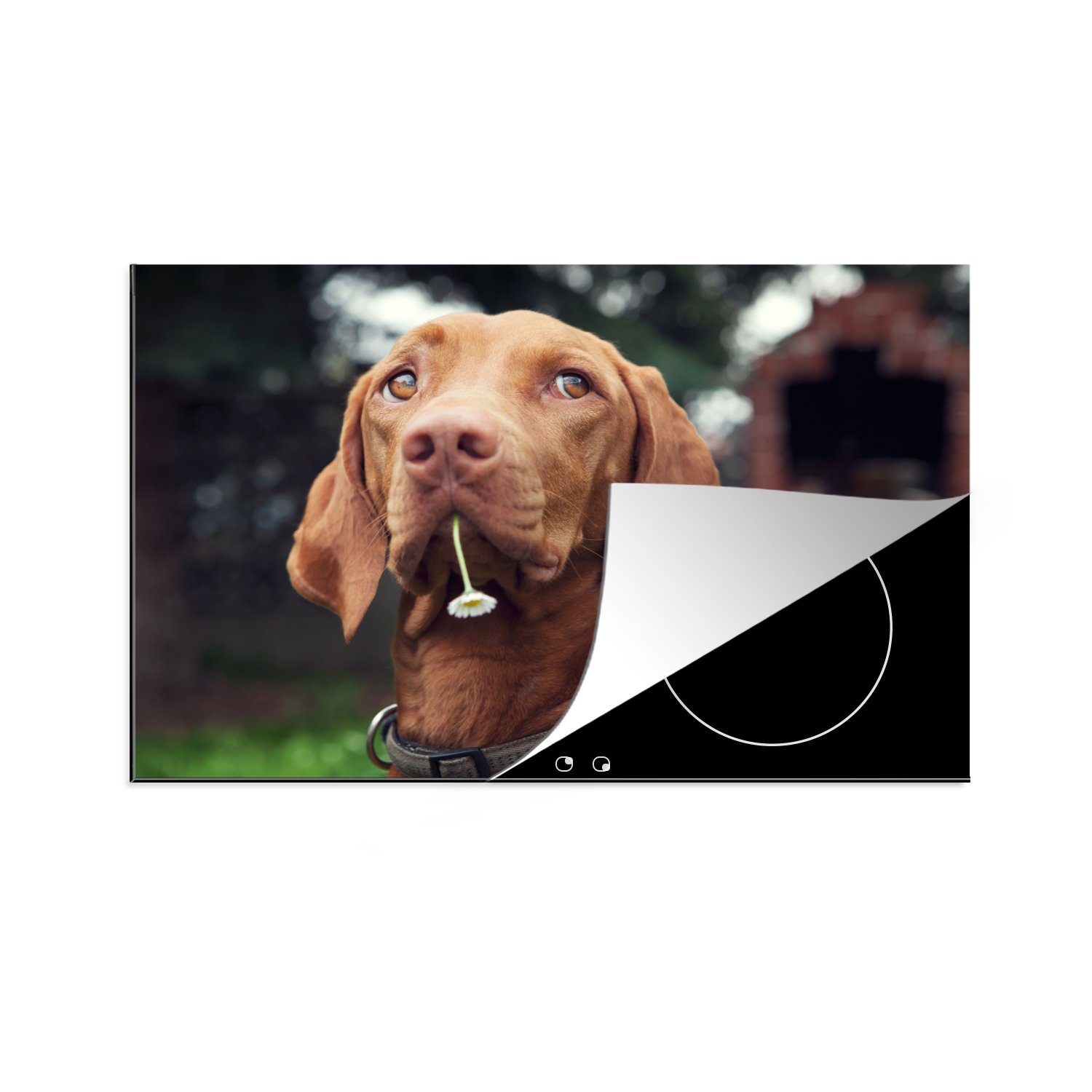 MuchoWow Herdblende-/Abdeckplatte Hund - Blumen - Gänseblümchen, Vinyl, (1 tlg), 81x52 cm, Induktionskochfeld Schutz für die küche, Ceranfeldabdeckung