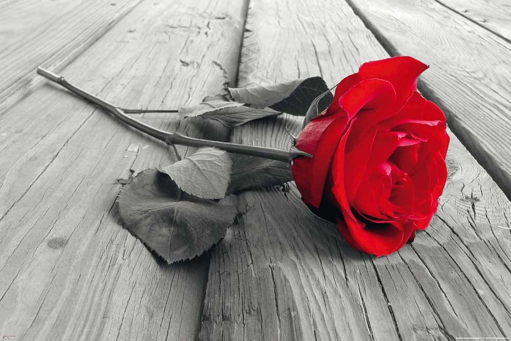 Poster Blumen - Poster - Rote Rose Colourlight