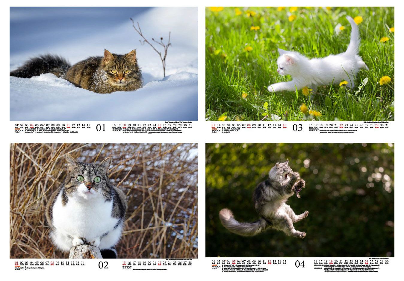 Seelenzauber Wandkalender Katzenzauber DIN A4 Kalender für 2026 Katzen und Katzenbabys