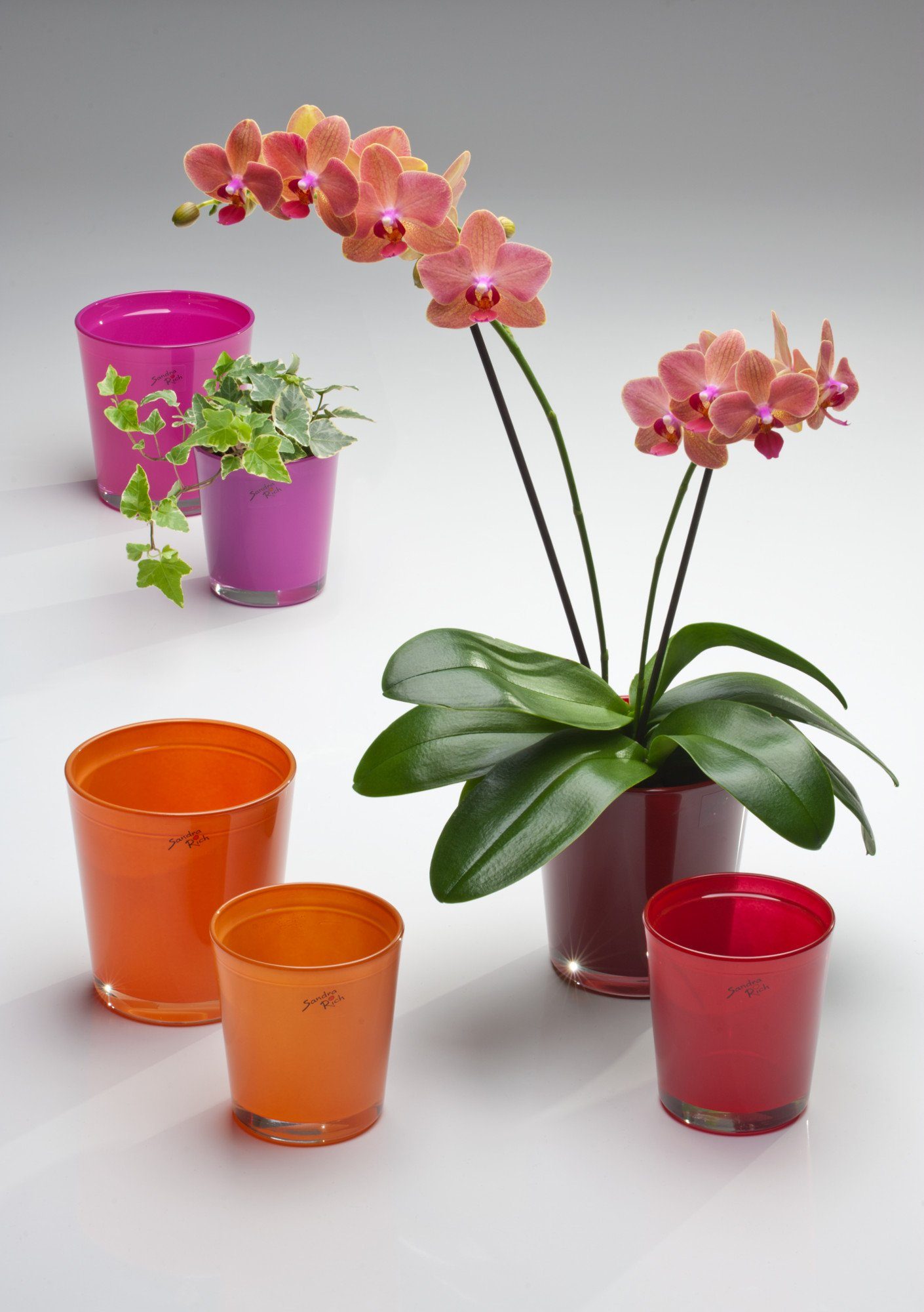 Sandra Rich Blumentopf Orchideentopf Orchid konisch günstig online kaufen