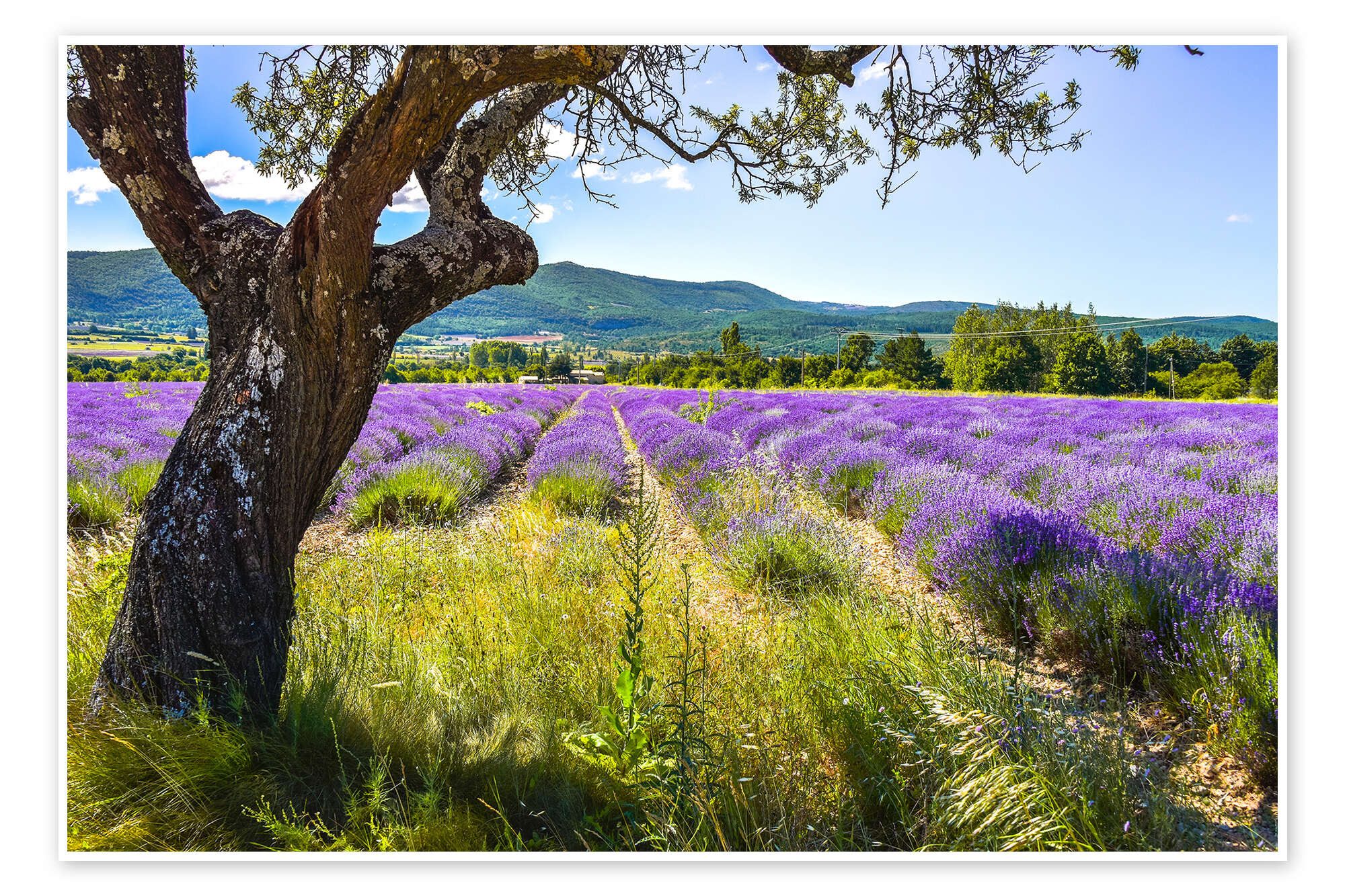 Posterlounge Wandbild Blick aufs Lavendelfeld, Jürgen Feuerer, erhältlich als Poster, Leinwandbild, Wandsticker oder Acrylglasbild