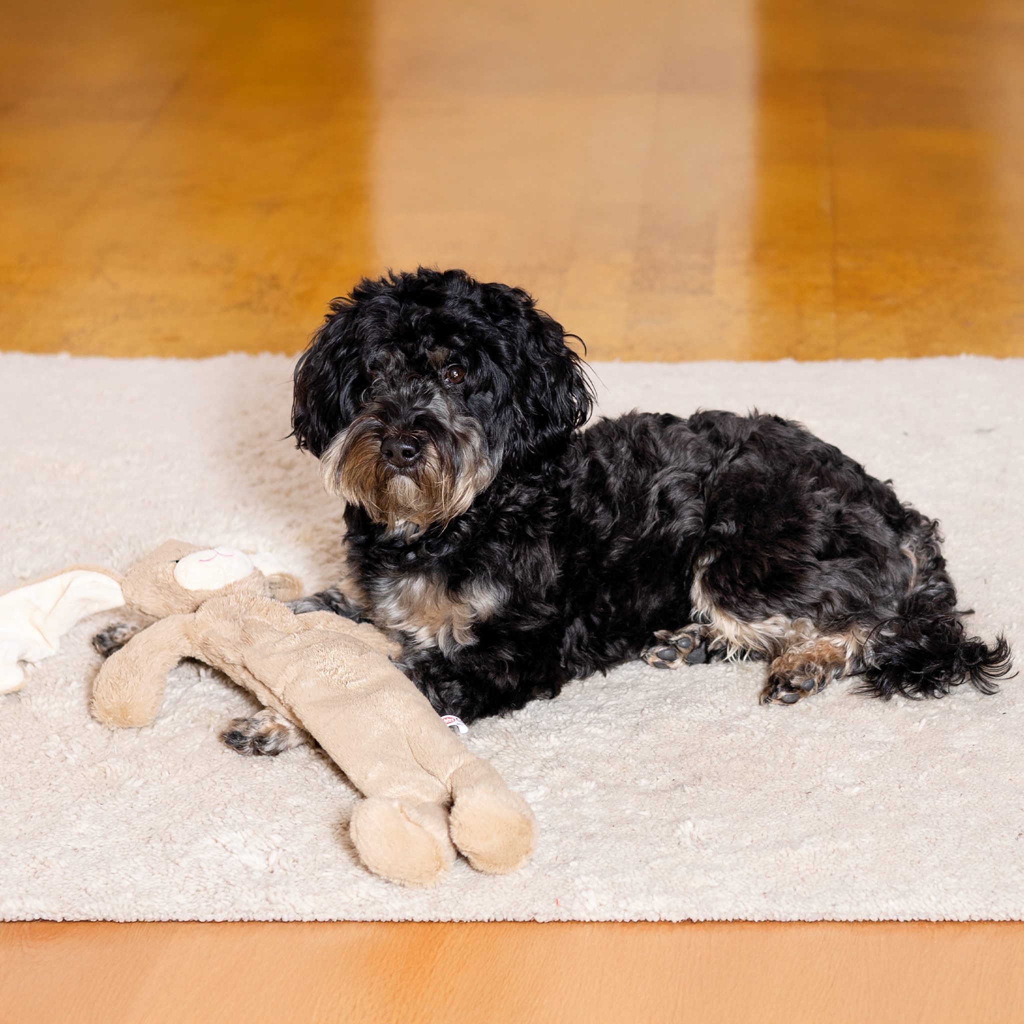 Nobby Tierkuscheltier Plüschhase für Hunde mit Seil im Inneren, Plüsch, (1-tlg) Seil in Inneren