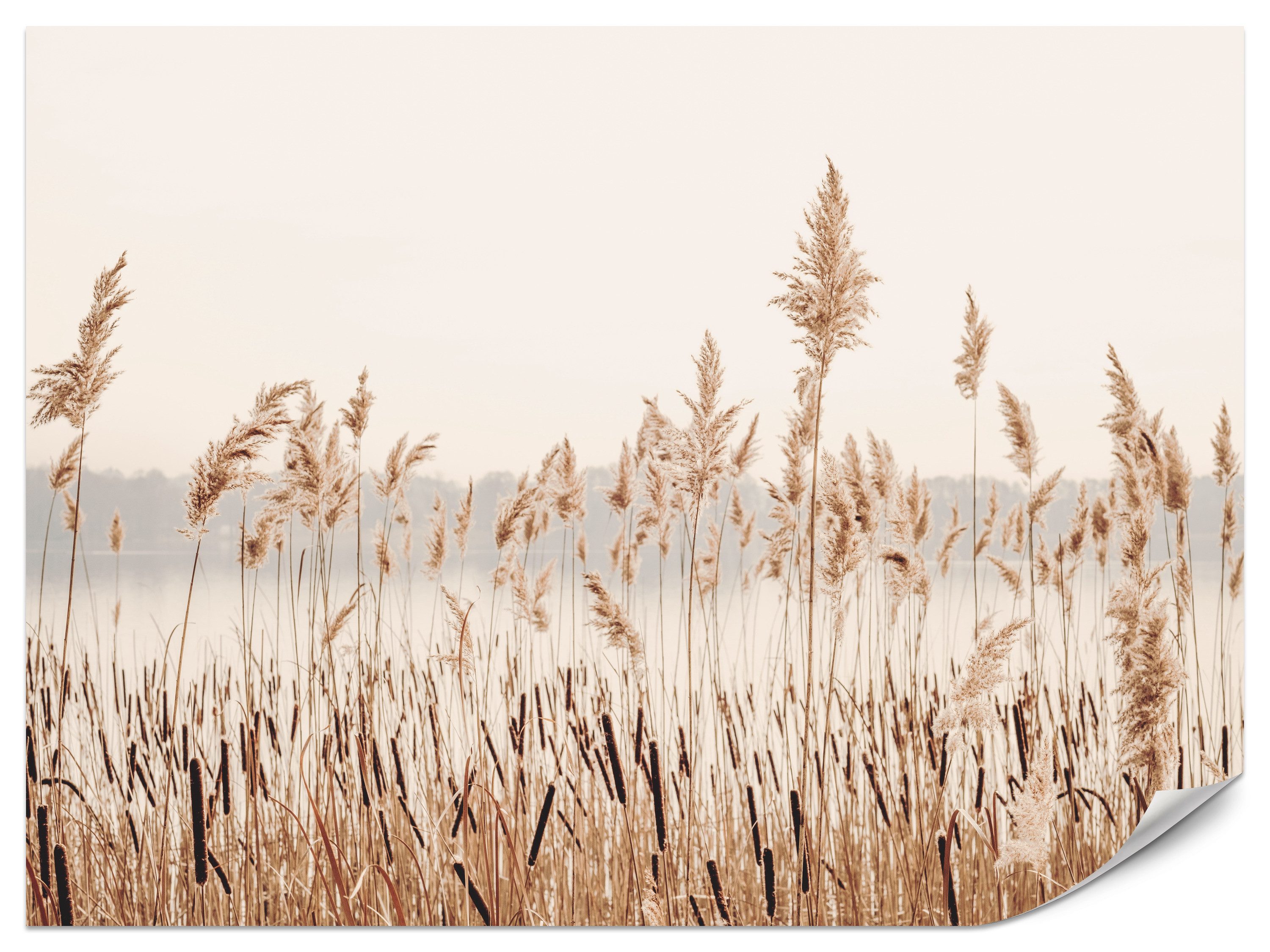 Muralo Fototapete Vliestapete - Schilfgras in sanften Naturtönen, Glatt, Grafisch, (Packung, 1 St., 100x70 cm), Kleber im Set, 3D-Optik, Wohnzimmer-Dekoration