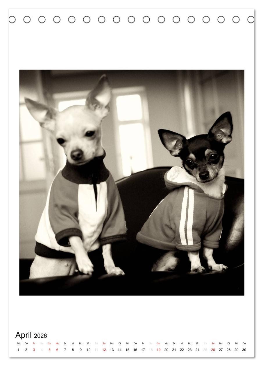 CALVENDO Wandkalender CHIHUAHUA CHIC Photos Marion Koell (Tischkalender 2026 DIN A5 hoch), C