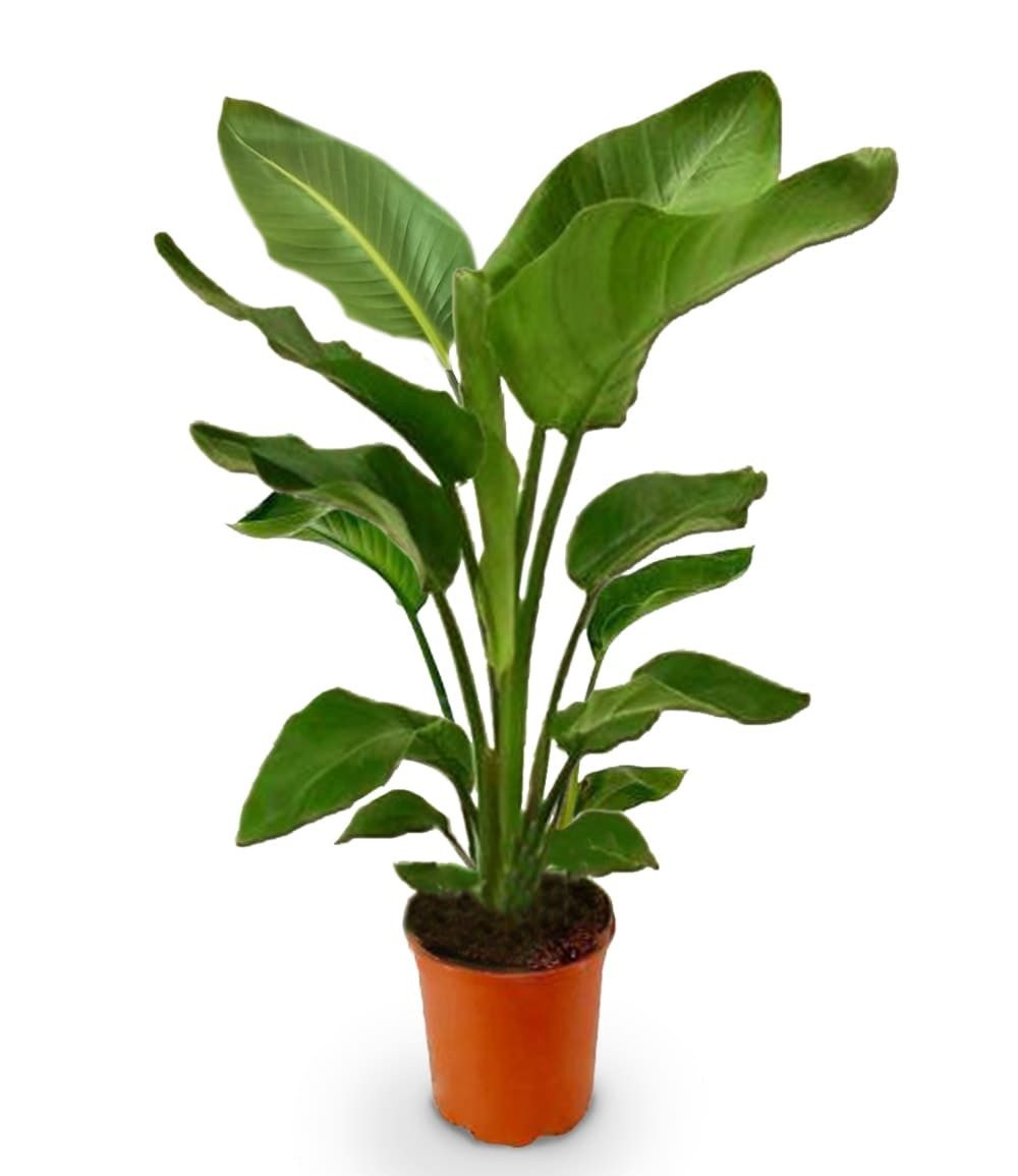 BALDUR Garten Zimmerpflanze Baumstrelitzie 'Nicolai' ca. 90 cm hoch, 1 St., Strelitziengewächs, pflegeleicht