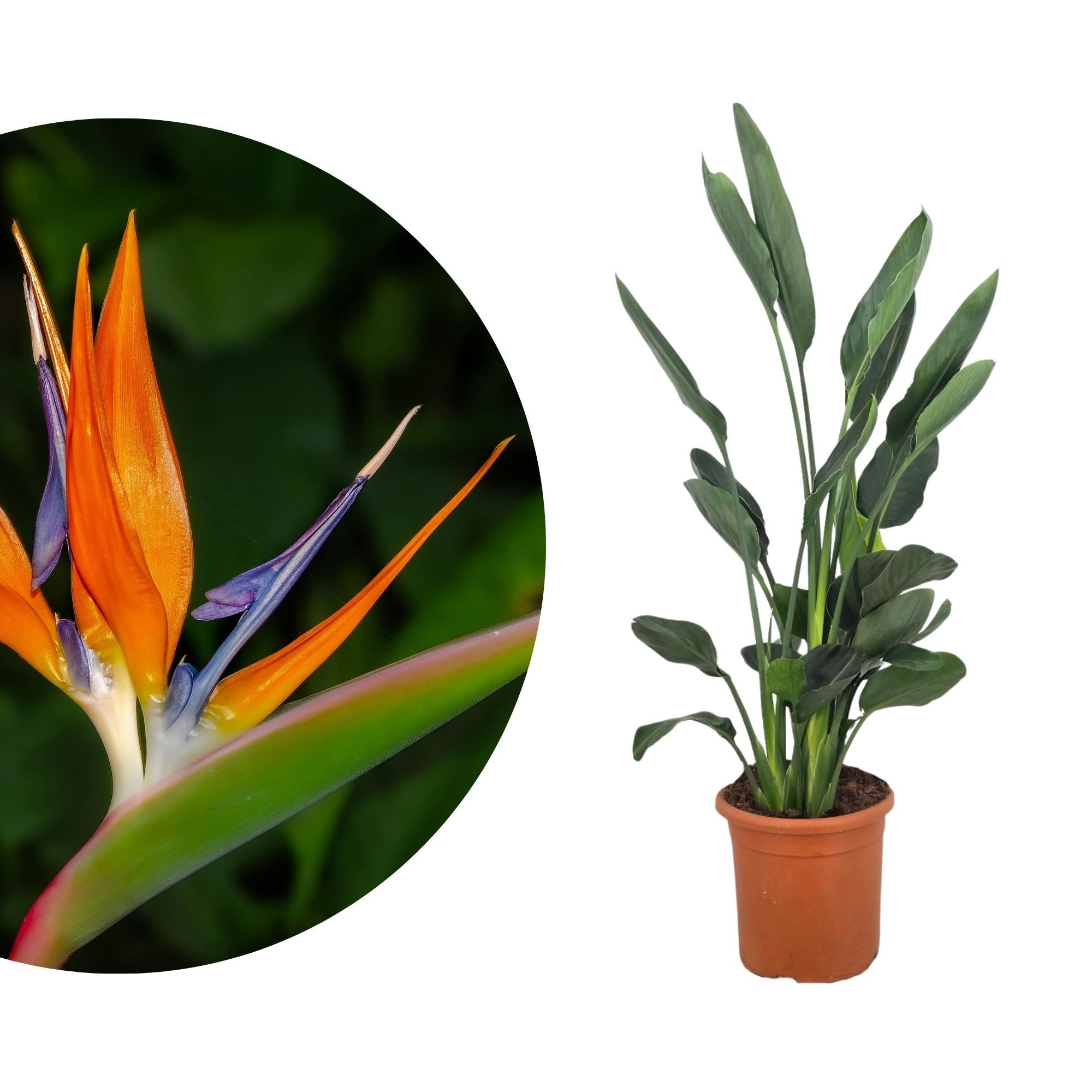 Meine Orangerie Kübelpflanzen Strelitzie - Strelitzia, Paradiesvogelblume, professionell kultivierte Strelitzie mit kräftigem Blattwerk