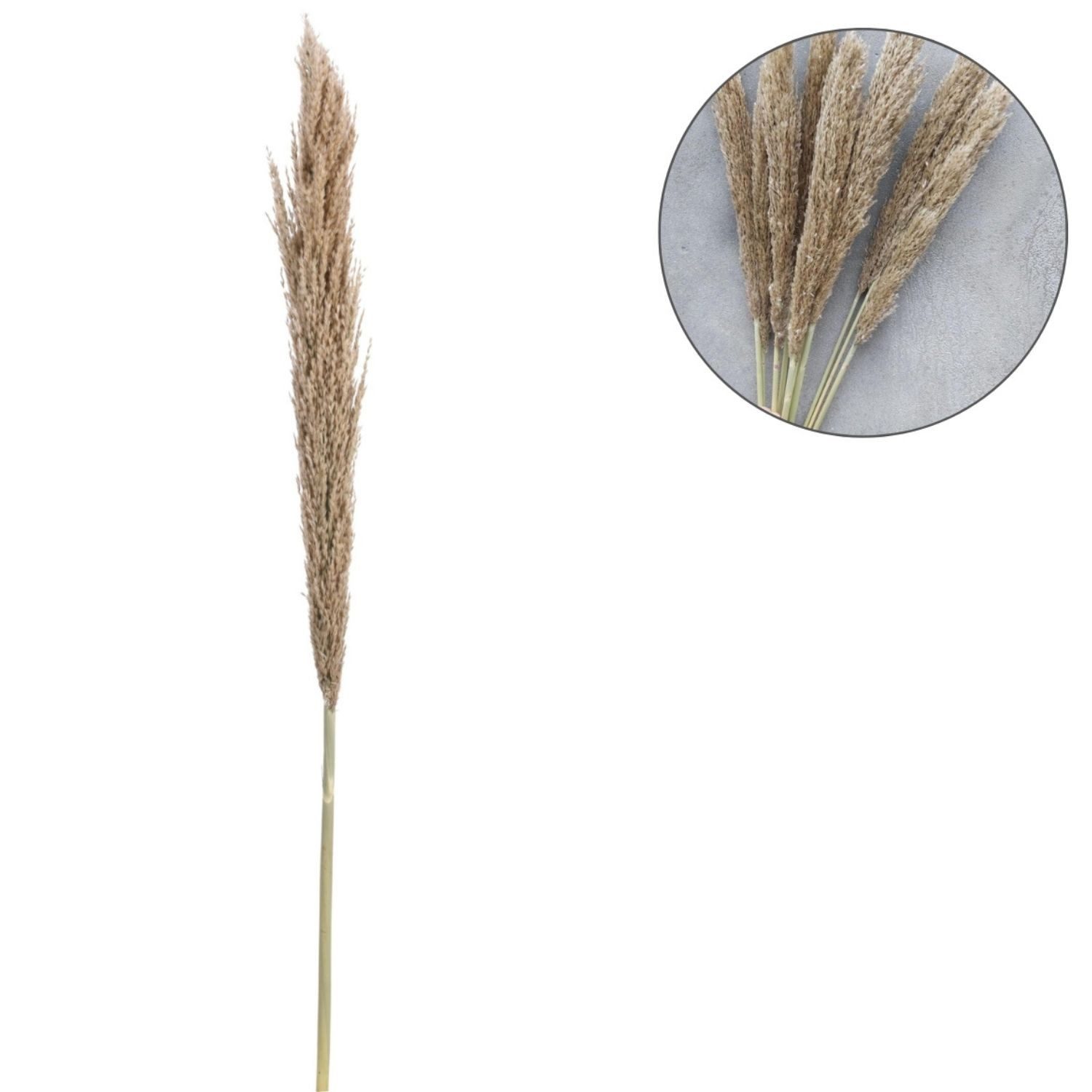 Marrakesch Orient & Mediterran Interior Übertopf Pampasgras Trockenblumen Natur, Pampaszweig Deko 135cm (0 St), Handarbeit