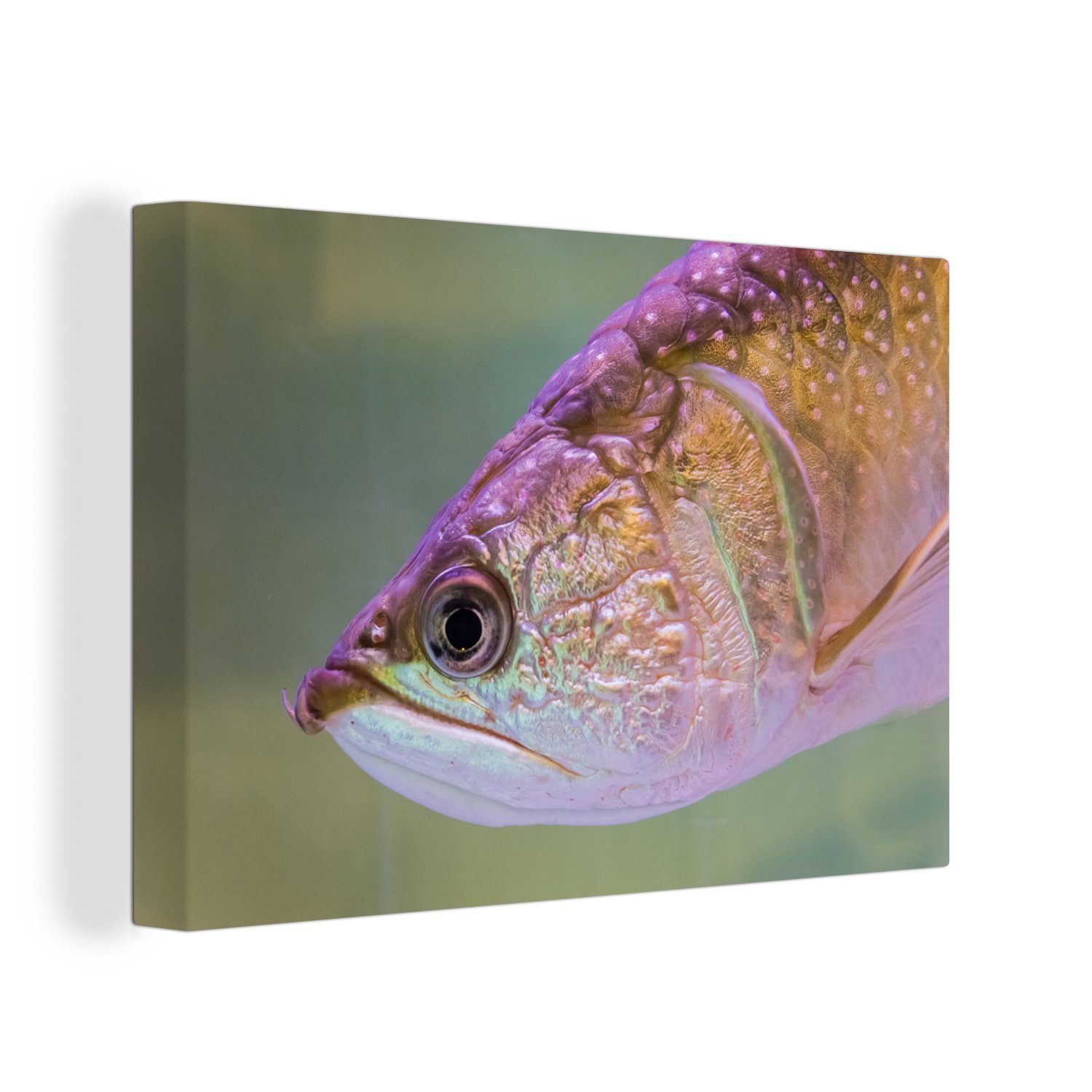 OneMillionCanvasses® Leinwandbild Forelle mit 30x20 St), Wandbild (1 Leinwandbilder, leuchtenden Wanddeko, Farben, cm Aufhängefertig