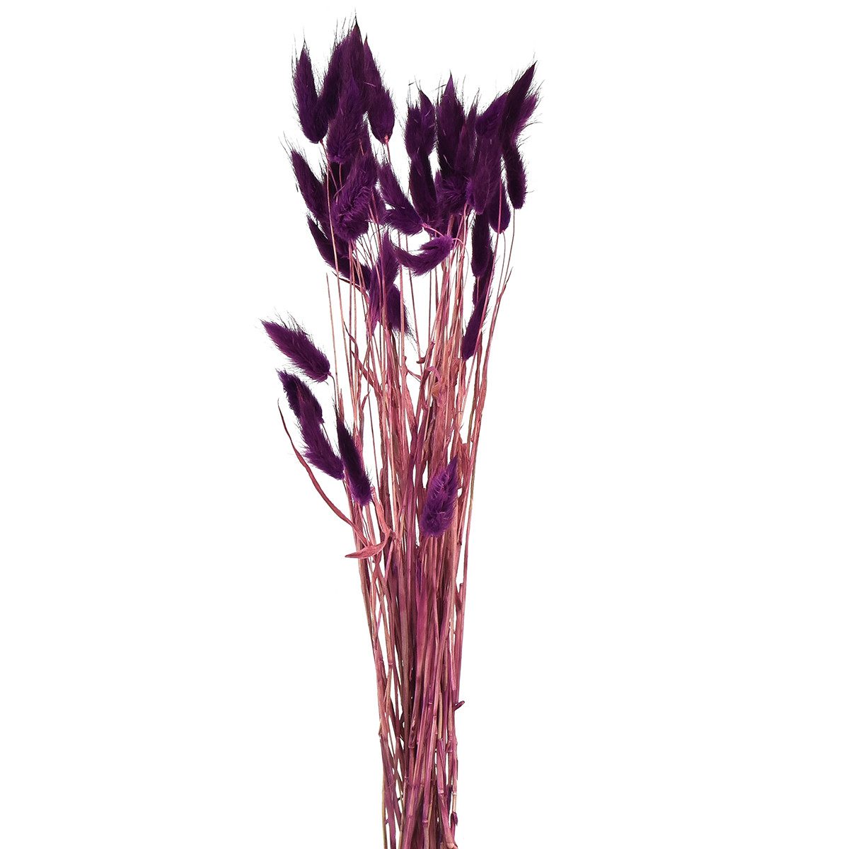 Trockenblume Samtgras Violett Hasenschwanz-Gras Lagurus Trockengras, Florists Products, Höhe 1 cm – Bild 5 von 5