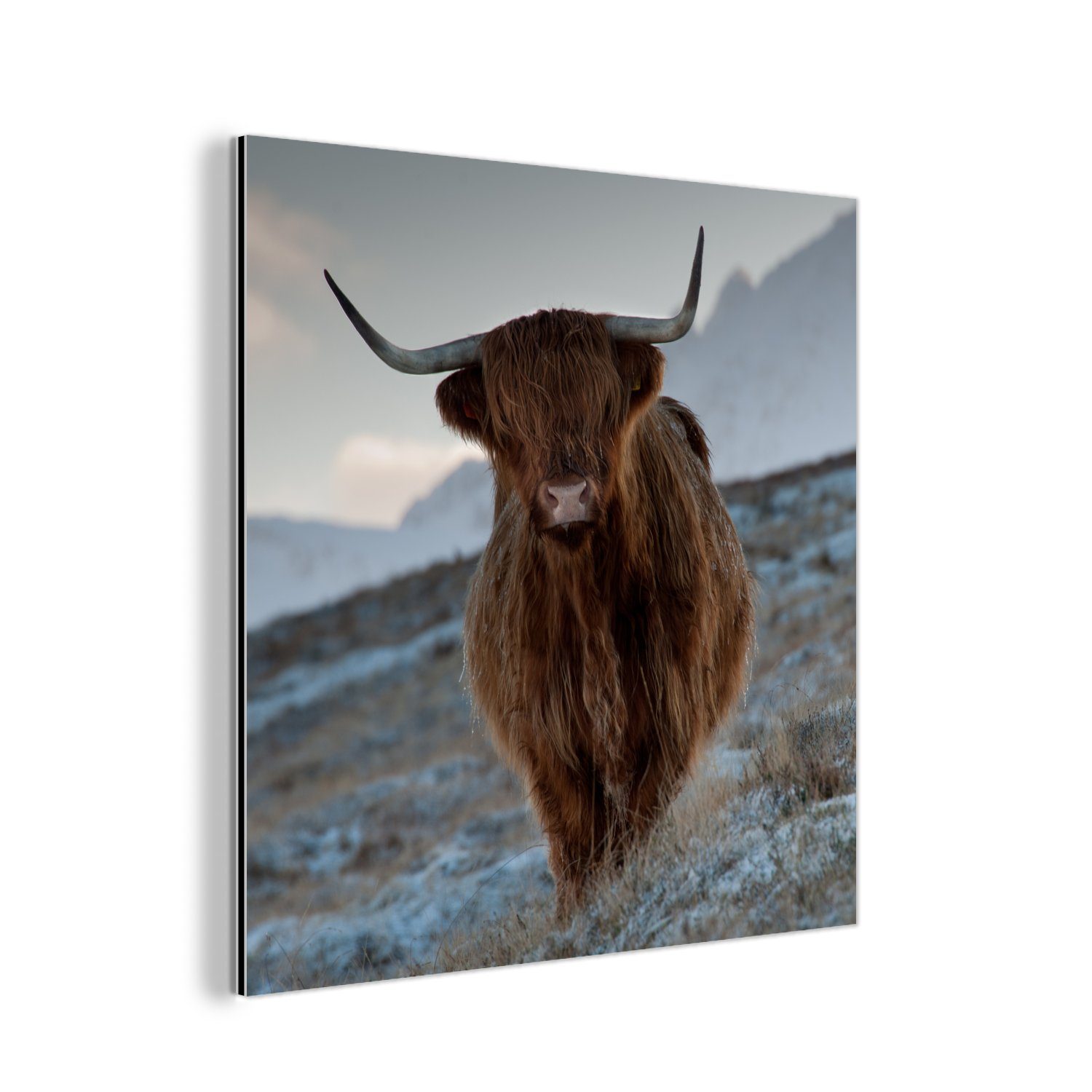 MuchoWow Metallbild Schottischer Hochländer - Landschaft - Schottland, (1 St), Alu-Dibond-Druck, Gemälde aus Metall, Aluminium deko
