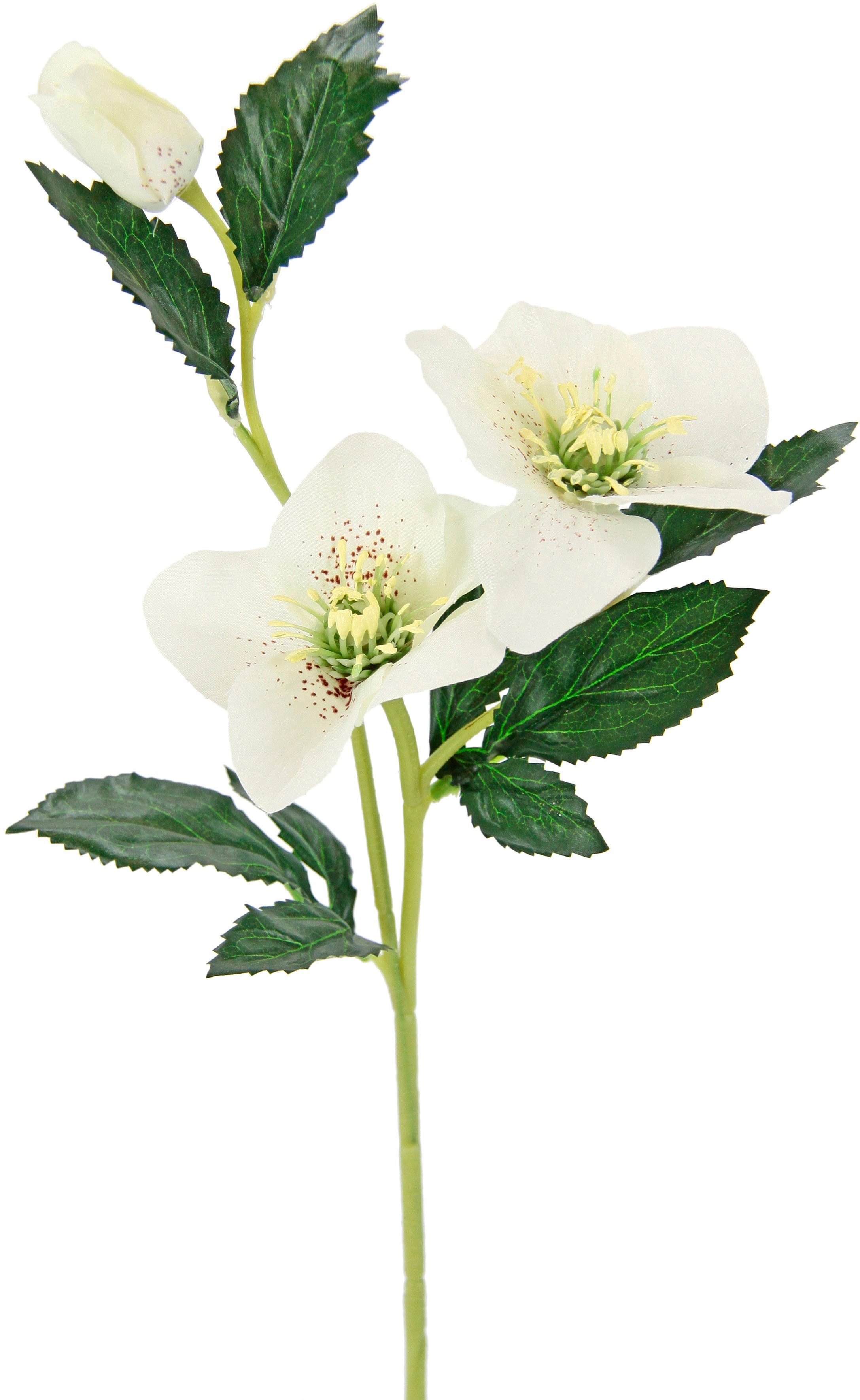 Kunstblume Christrose, I.GE.A., Höhe 57 cm, Künstlich Seidenblumen, 5er Set