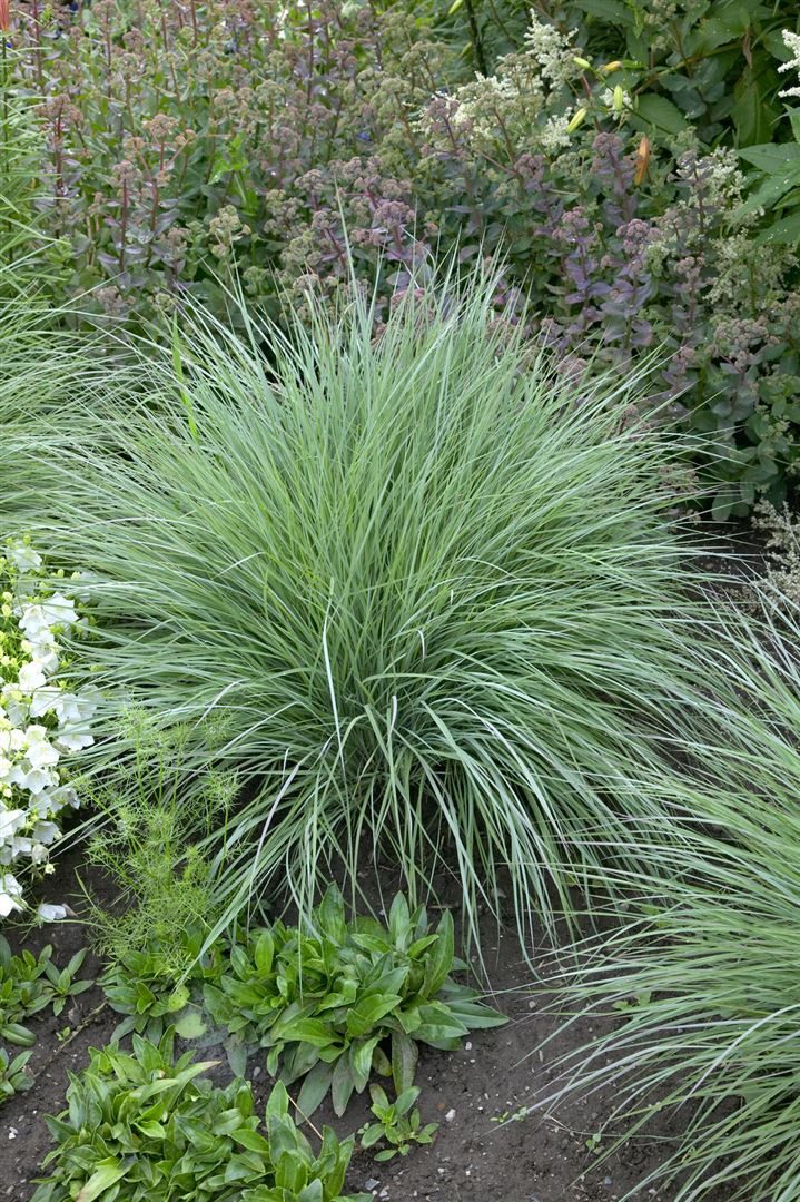 Pflanzen für Dich Gräser Schizachyrium scop. Prairie Blues, 1 St., Präriegras, Kleines Präriegras, blaugrau, trockenheitsresistent